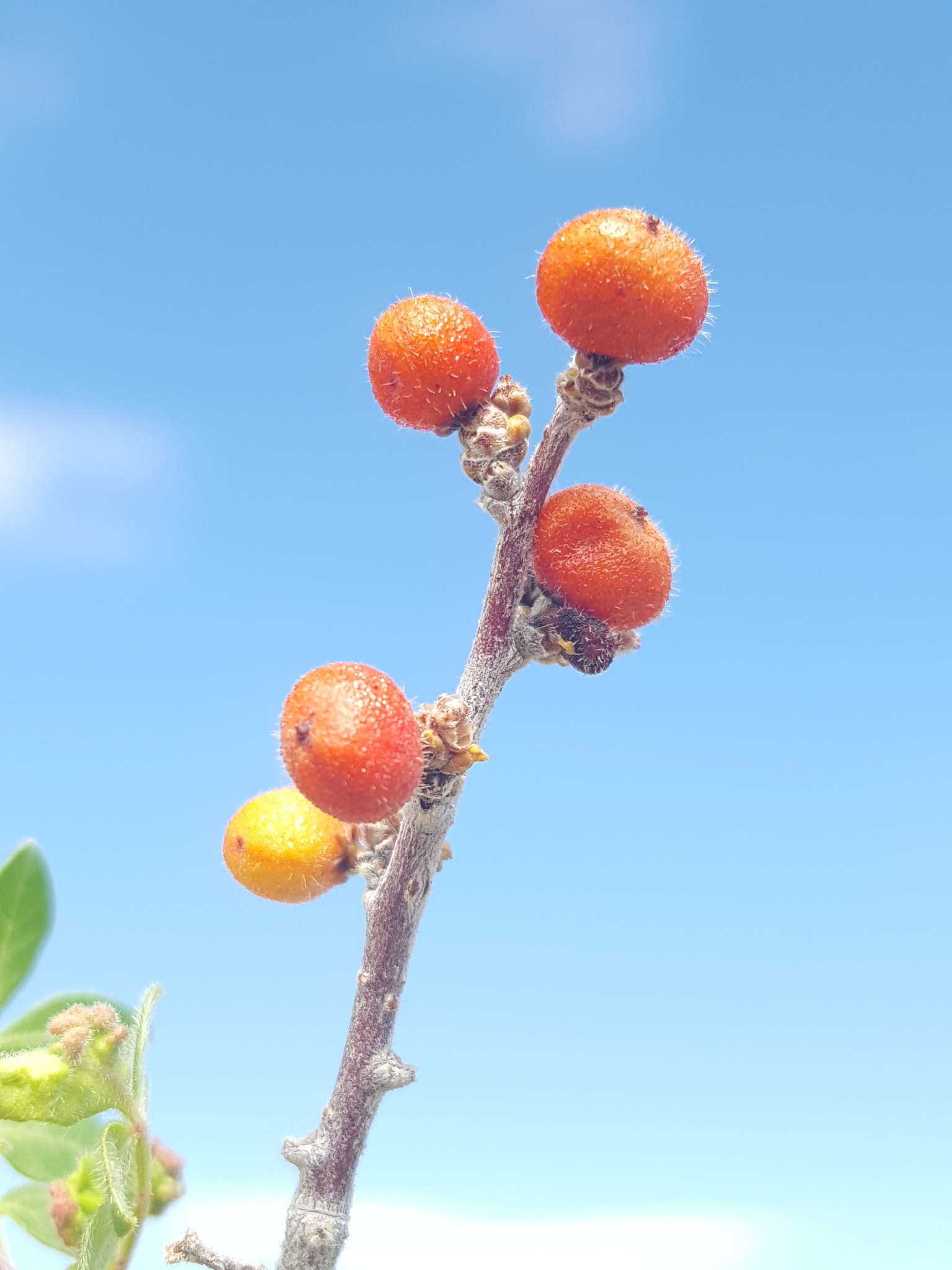 Rhus microphylla showing orange-red berries in clusters