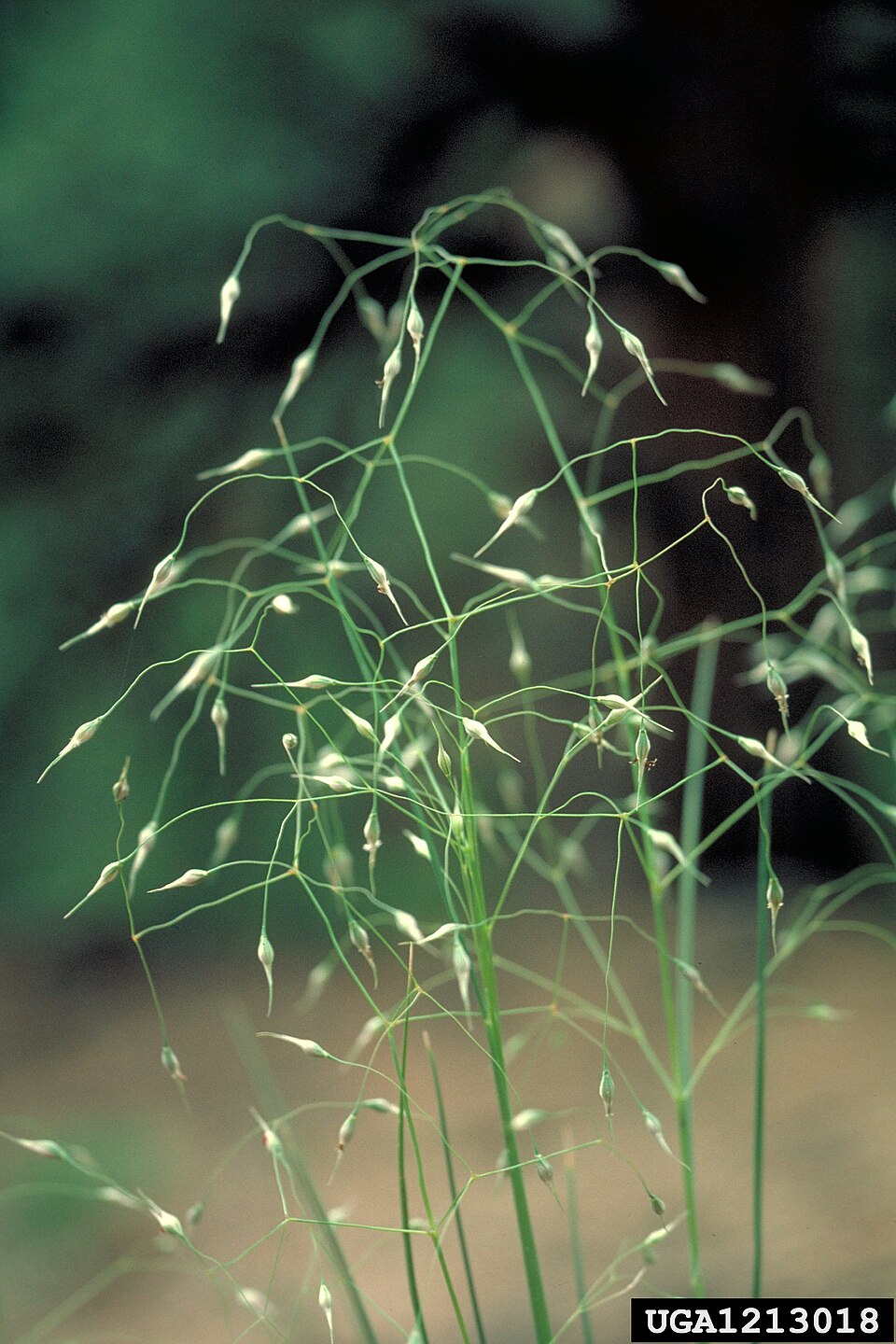 Indian Ricegrass (Achnatherum hymenoides) bunchgrass forming dense clumps in arid rangeland