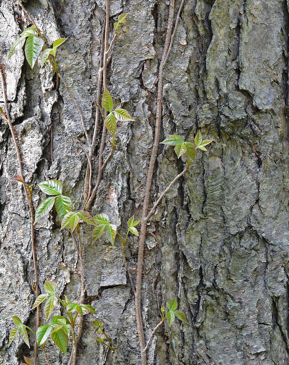 River Birch (Betula nigra) bark detail showing characteristic peeling and layered texture