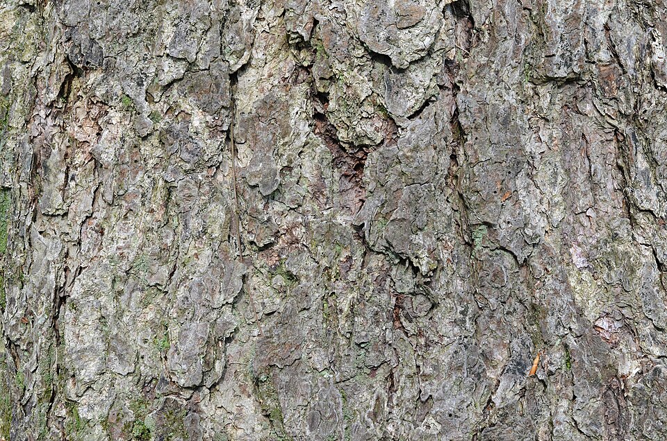 River Birch (Betula nigra) mature tree showing characteristic form and distinctive peeling bark in natural setting