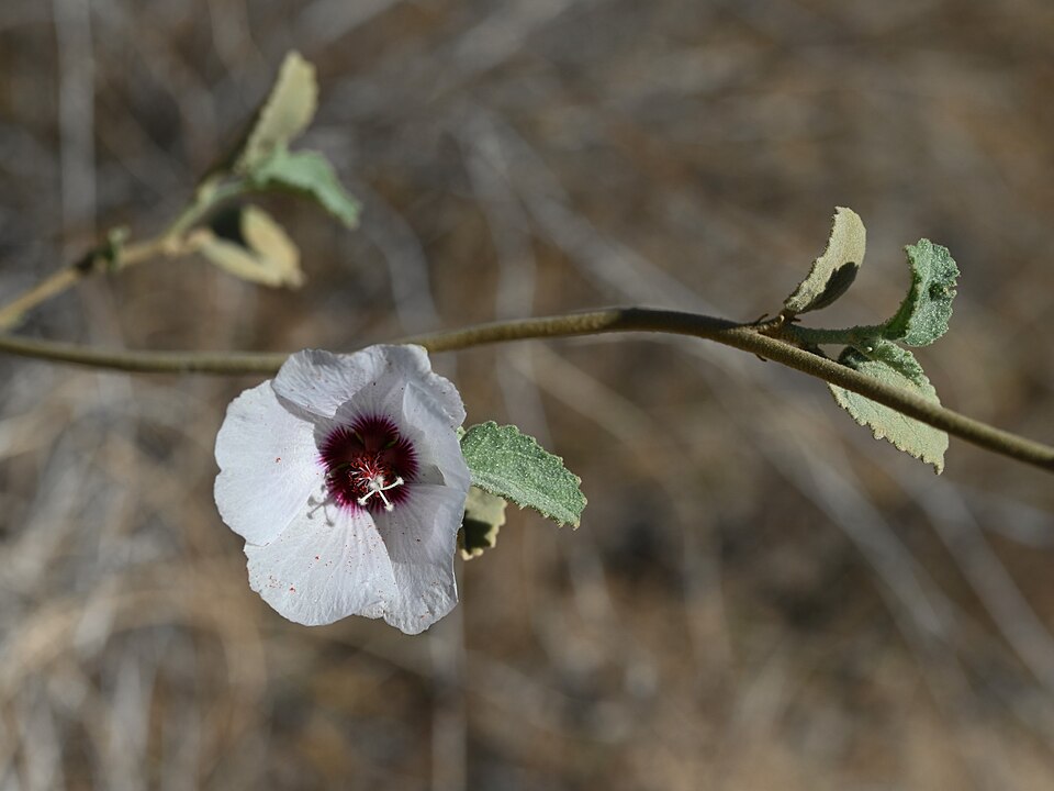 Rock Hibiscus (Hibiscus denudatus) - PlantNative.org Rock Hibiscus (Hibiscus denudatus) flower close-up showing pale lavender petals with dark basal veins and prominent staminal column