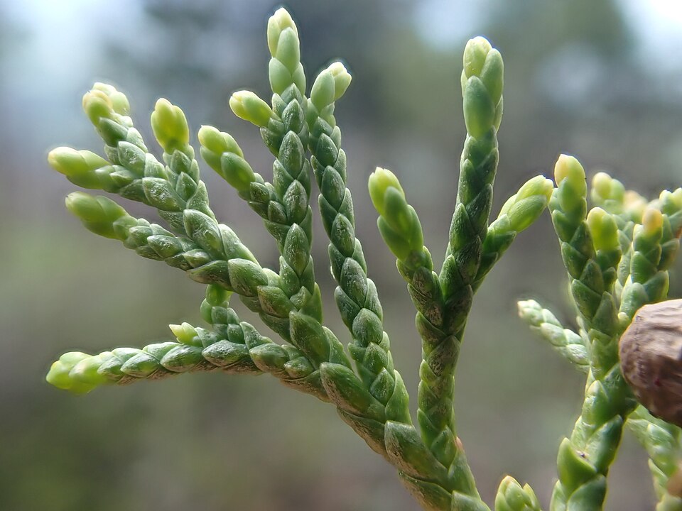 Rocky Mountain Juniper (Juniperus scopulorum) showing characteristic narrow pyramidal form with blue-green scale-like foliage and blue berry-like cones