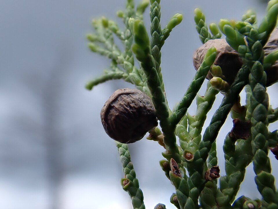 Rocky Mountain Juniper (Juniperus scopulorum) branch showing blue-gray berry-like cones and scale-like aromatic foliage
