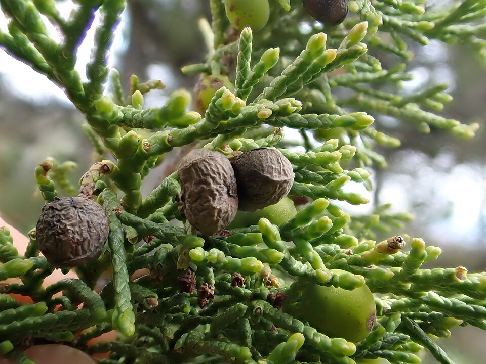 Rocky Mountain Juniper (Juniperus scopulorum) mature tree on a dry rocky slope in a typical foothills habitat
