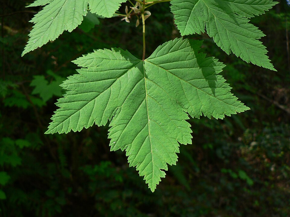 Rocky Mountain Maple (Acer glabrum) - PlantNative.org Rocky Mountain Maple (Acer glabrum) showing multi-lobed leaves and graceful branching habit