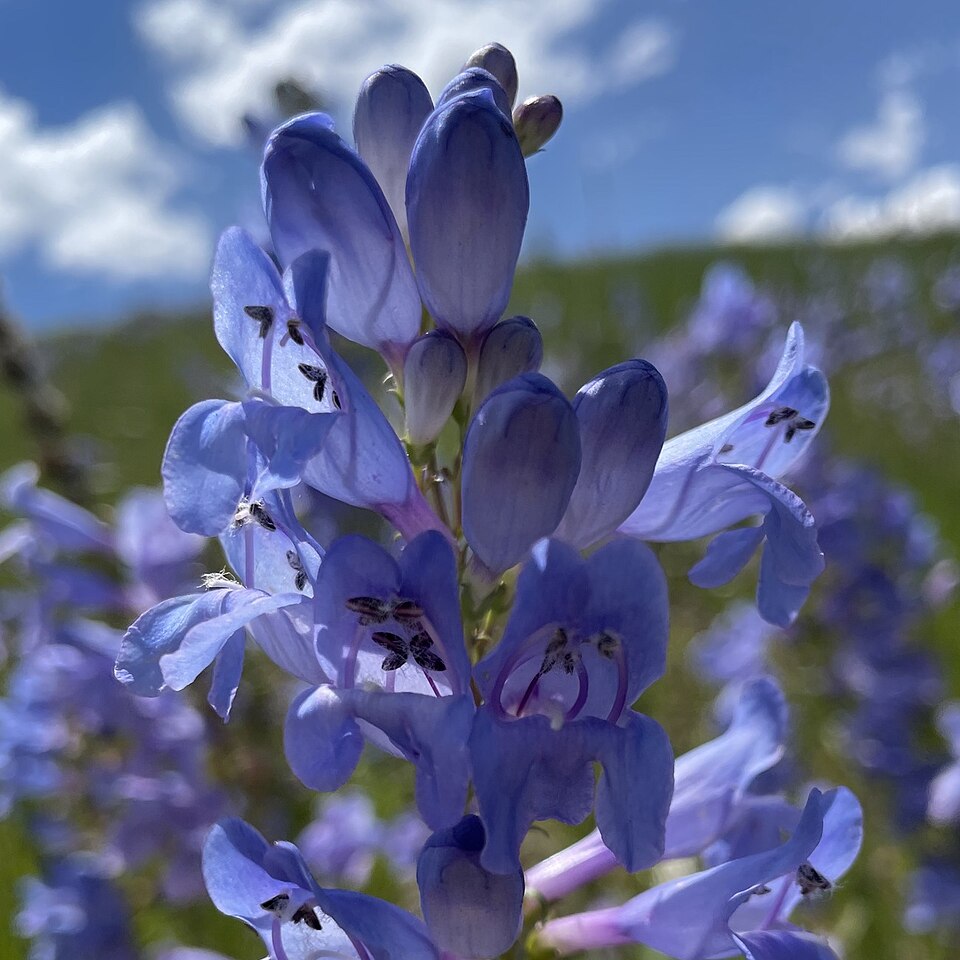 Rocky Mountain Penstemon (Penstemon strictus) showing spikes of brilliant blue-violet tubular flowers