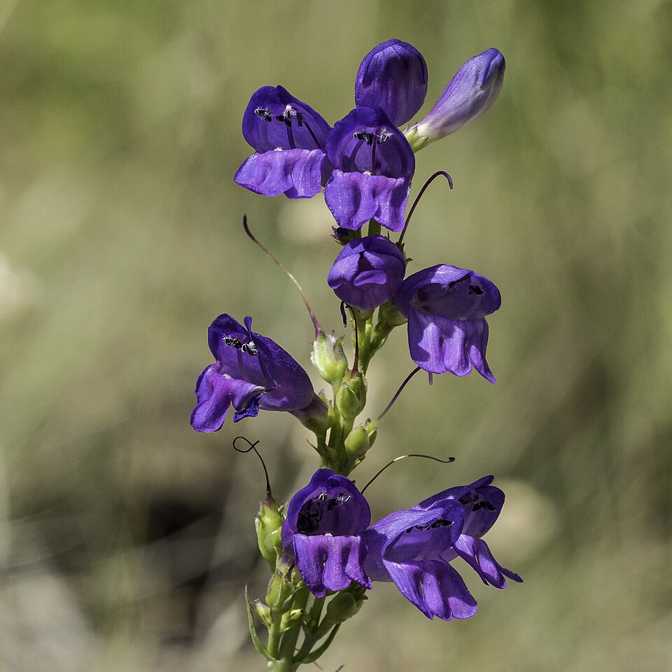 Rocky Mountain Penstemon (Penstemon strictus) close-up of blue-violet tubular flowers showing hummingbird adaptation
