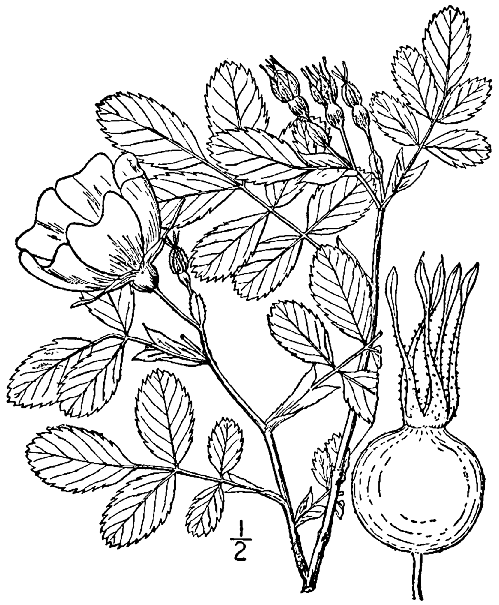Historical botanical illustration of Meadow Rose (Rosa blanda) showing flowers, leaves, and overall plant structure