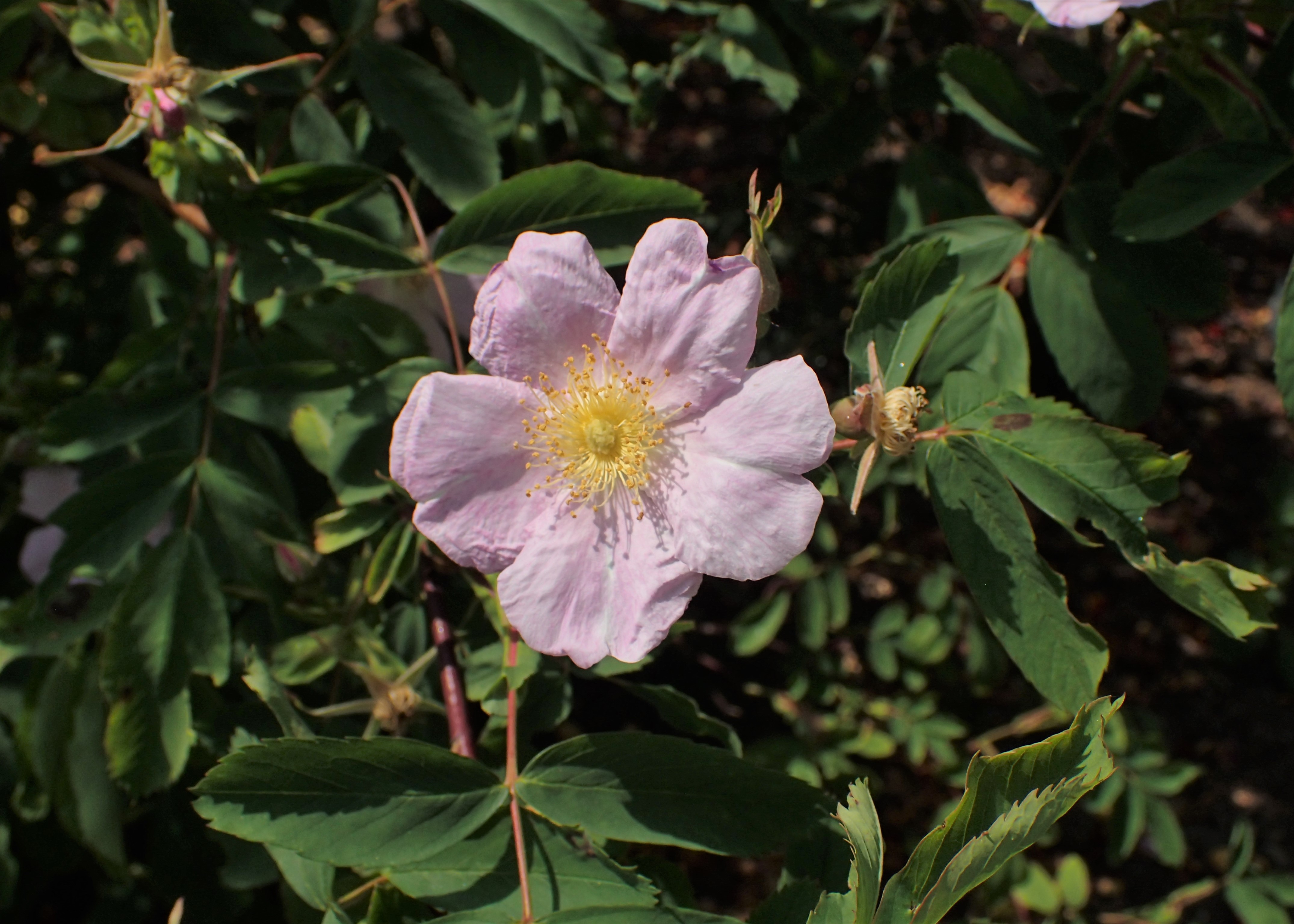 Meadow Rose (Rosa blanda) showing natural growth habit with arching stems and compound leaves