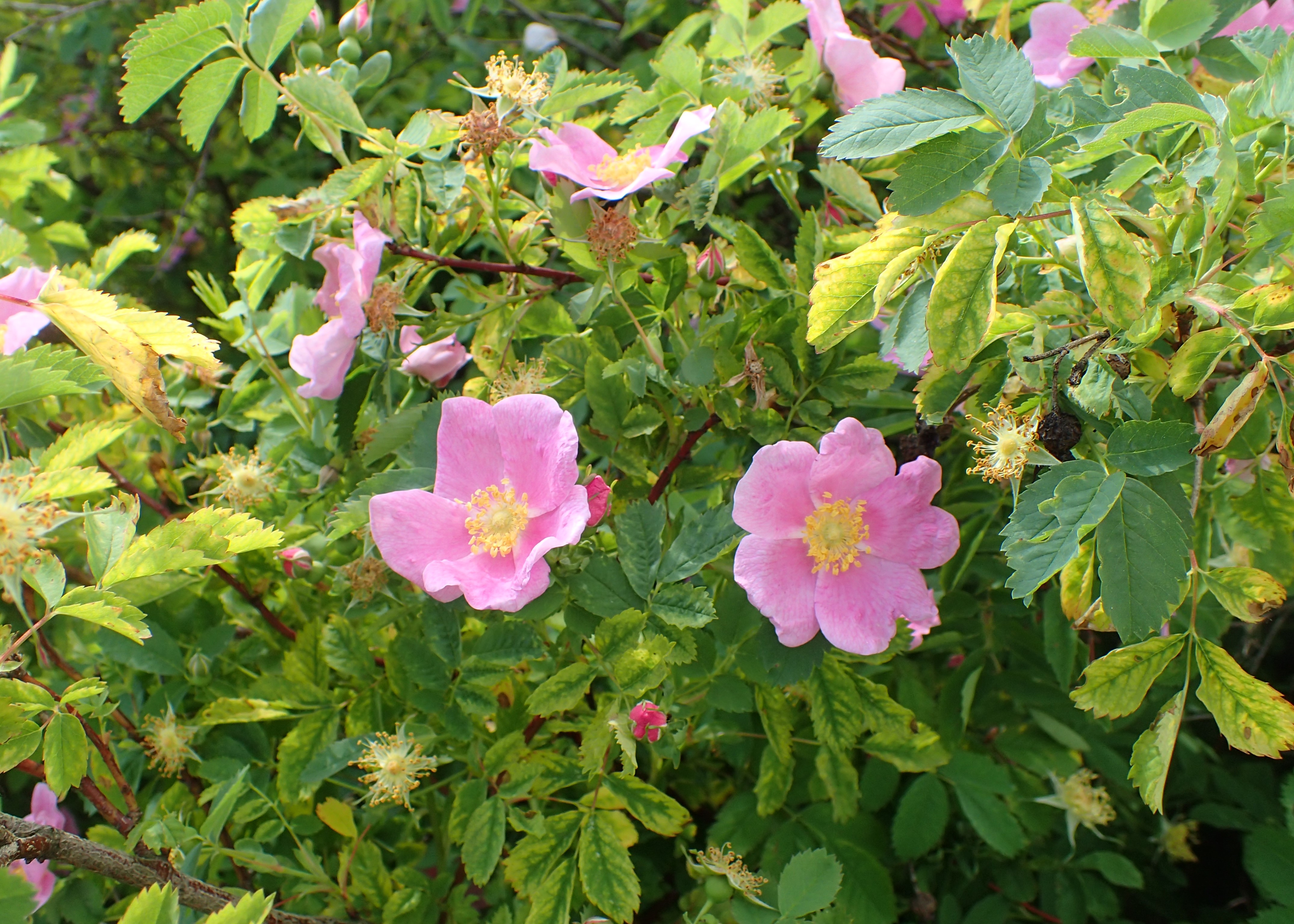 Meadow Rose (Rosa blanda) showing delicate pink flowers in garden setting