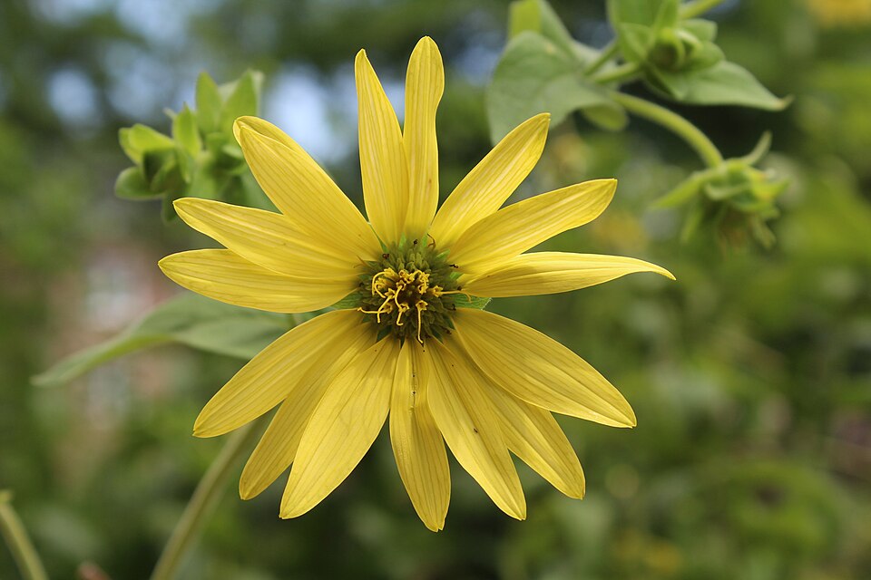 Rosinweed (Silphium integrifolium) growing at Coker Arboretum showing full plant habit