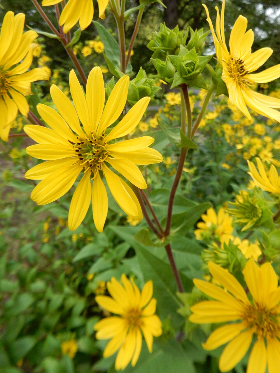 Rosinweed (Silphium integrifolium) bright yellow daisy-like flowers in bloom