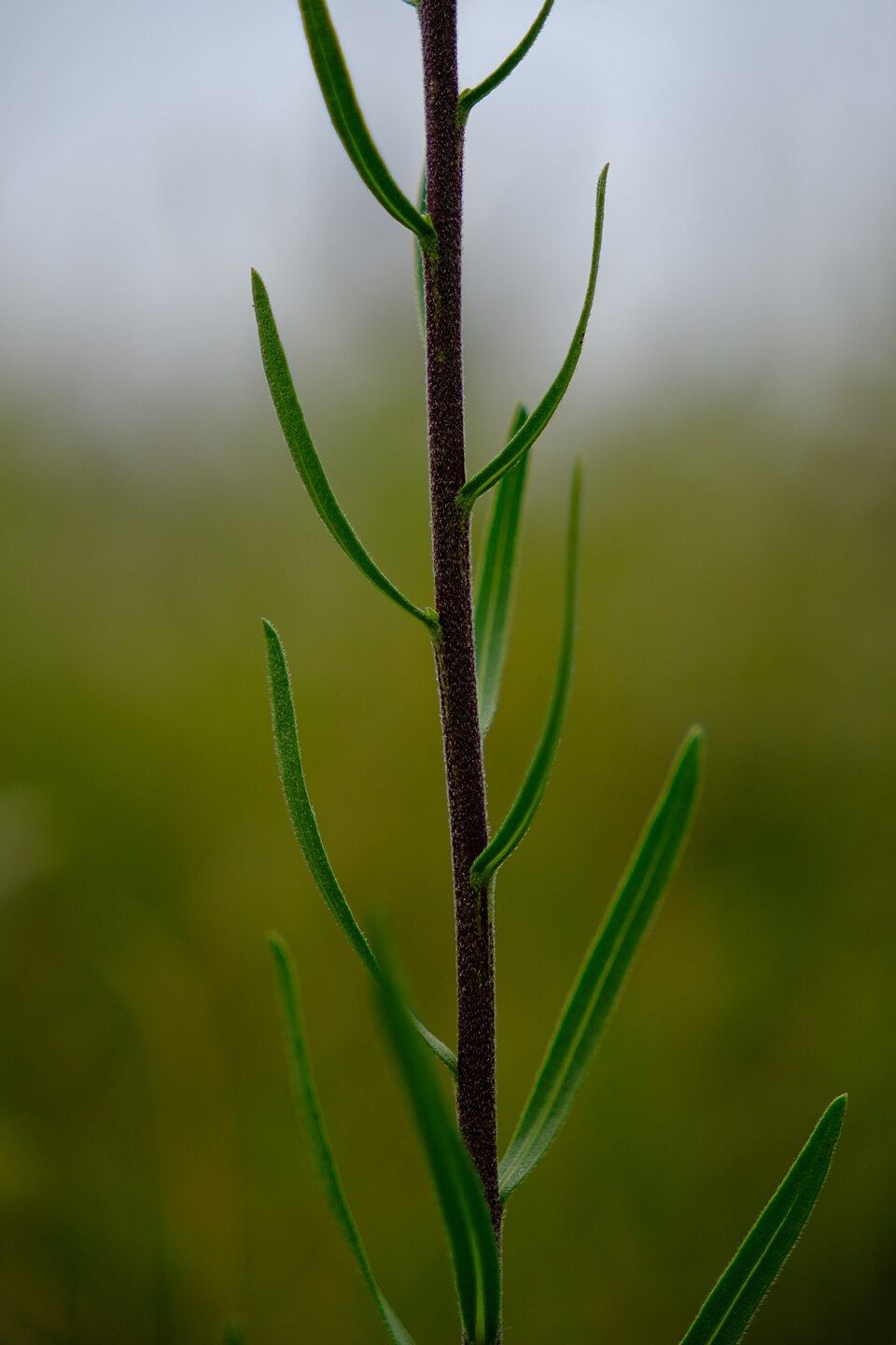 Rough Blazing Star (Liatris aspera) - PlantNative.org Rough Blazing Star (Liatris aspera) flowers in close detail showing the fuzzy purple disc flowers