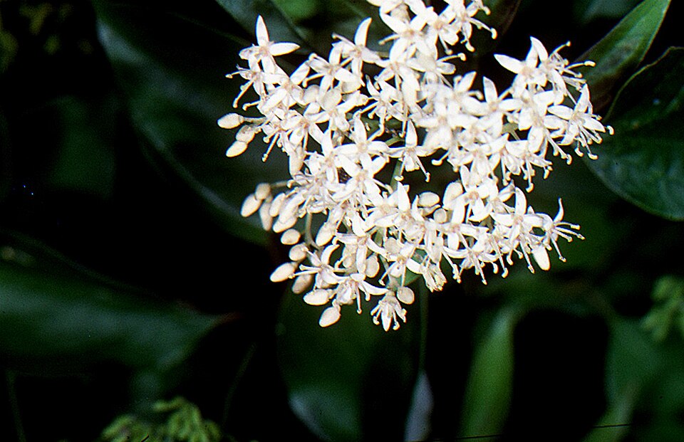 Rough-leaved Dogwood (Cornus drummondii) showing clusters of small white flowers and distinctive rough-textured leaves