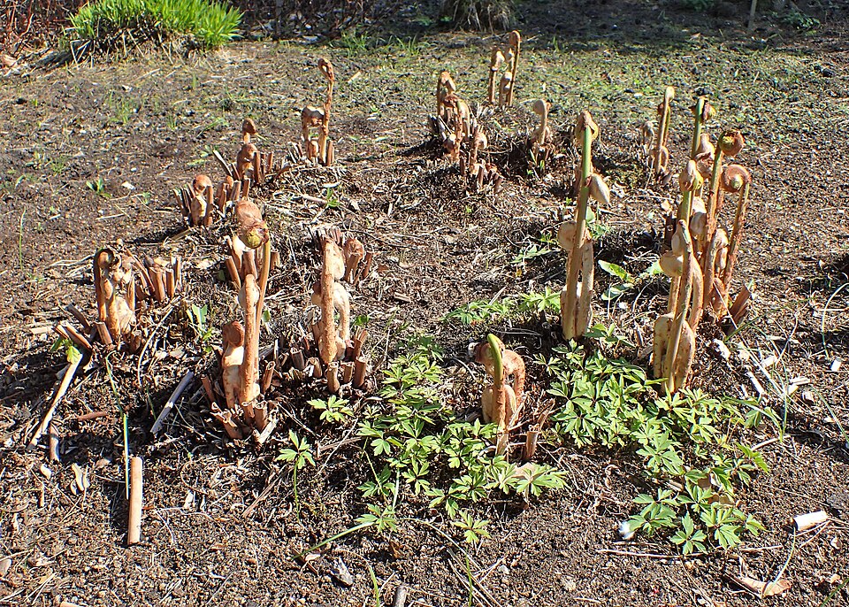 Royal Fern (Osmunda regalis) displaying large bi-pinnate fronds in natural woodland setting