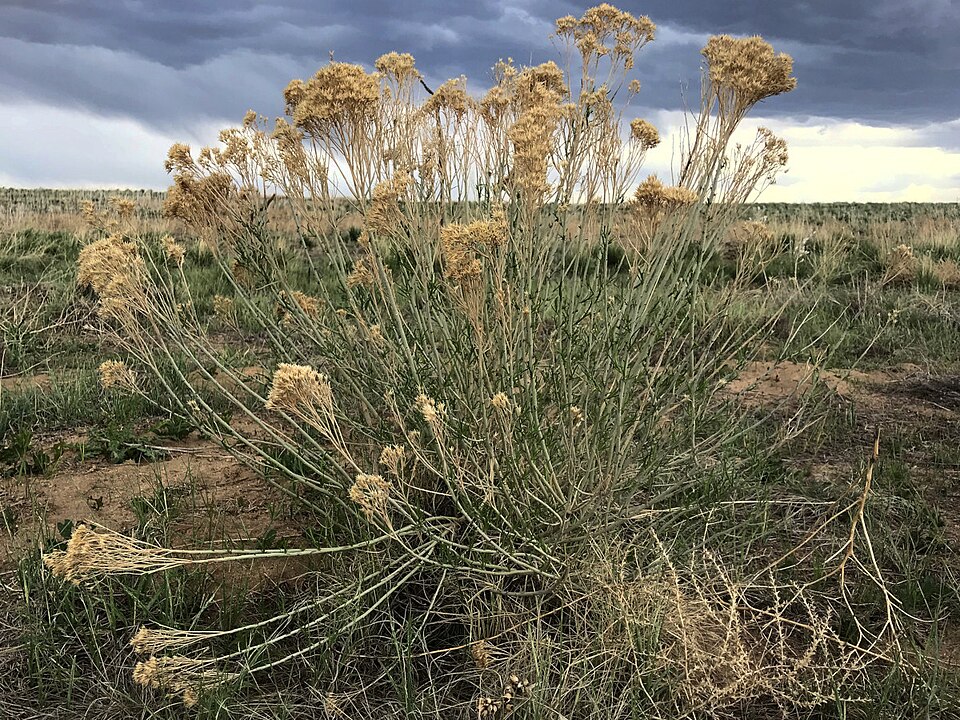 Rubber Rabbitbrush (Ericameria nauseosa) - PlantNative.org Rubber Rabbitbrush (Ericameria nauseosa) showing gray-green foliage and golden-yellow autumn flower clusters