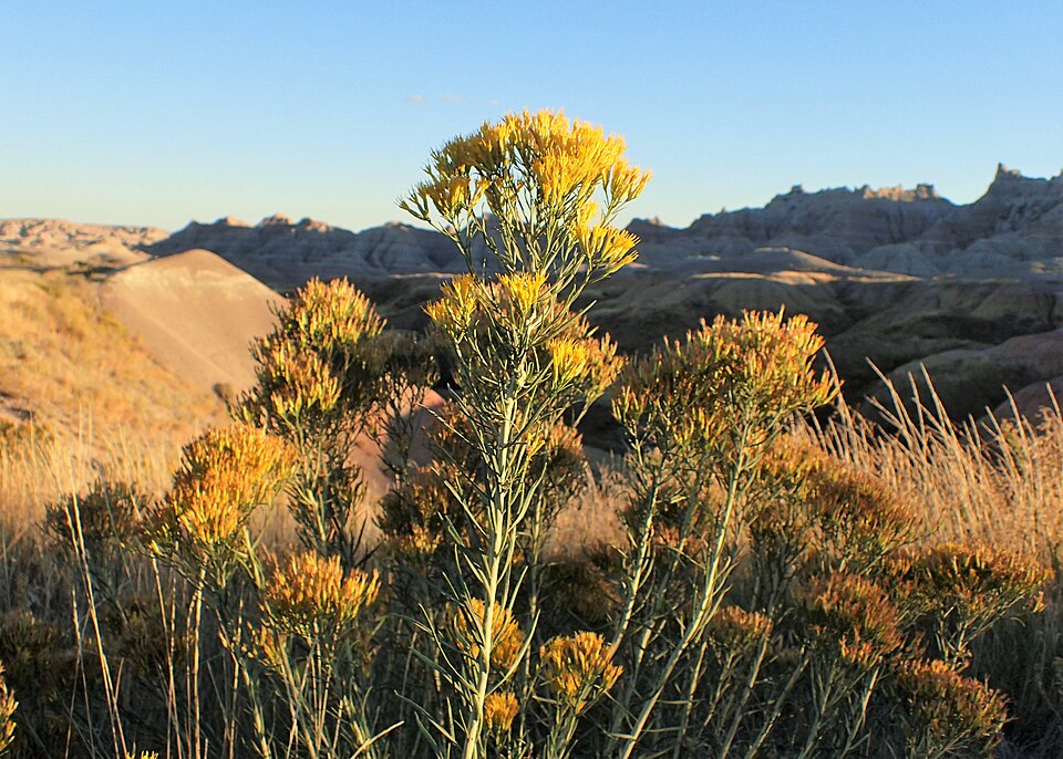 Rubber Rabbitbrush (Ericameria nauseosa) - PlantNative.org Close-up of Rubber Rabbitbrush (Ericameria nauseosa) golden-yellow flower clusters and gray-green aromatic stems