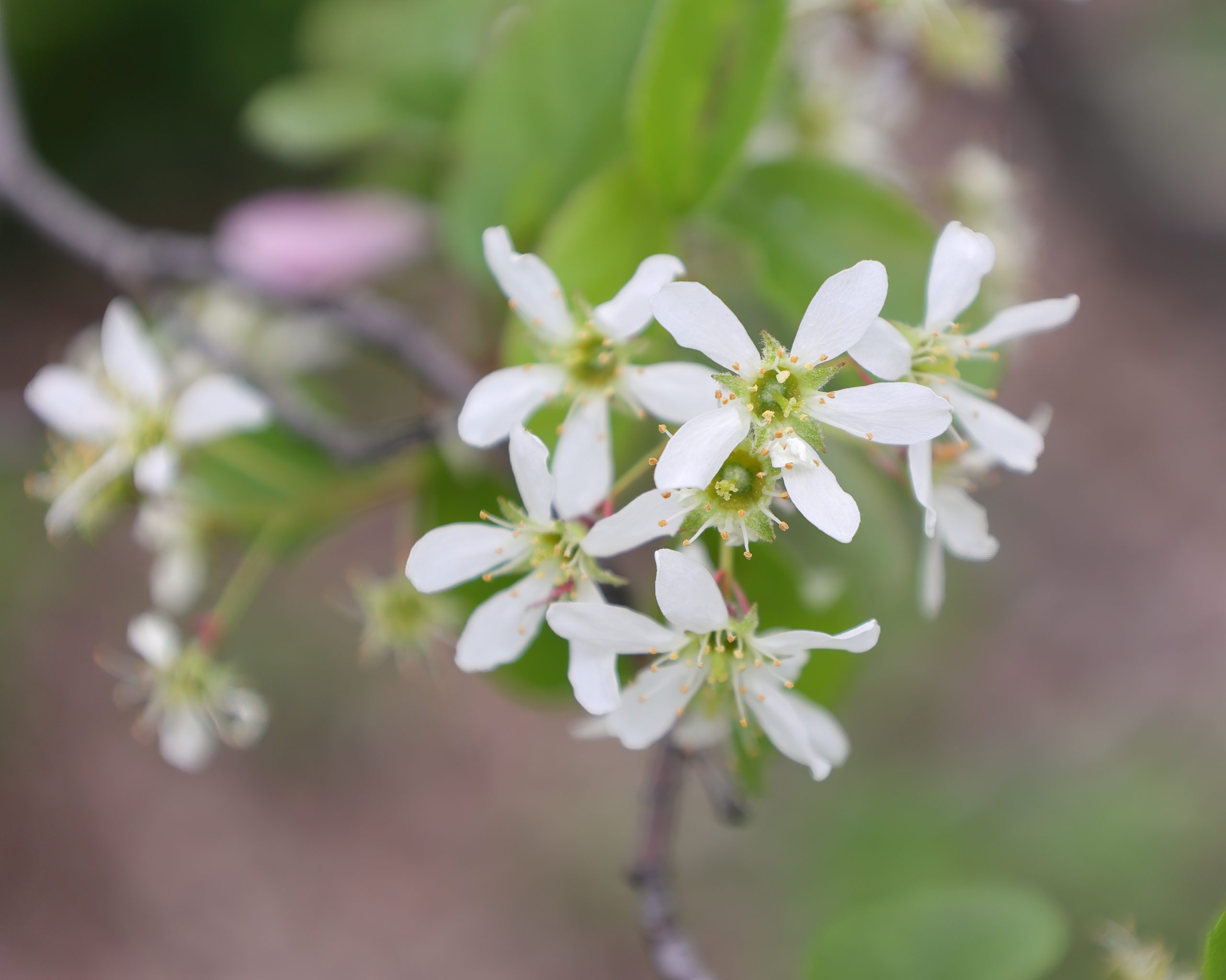 Running Serviceberry (Amelanchier stolonifera)