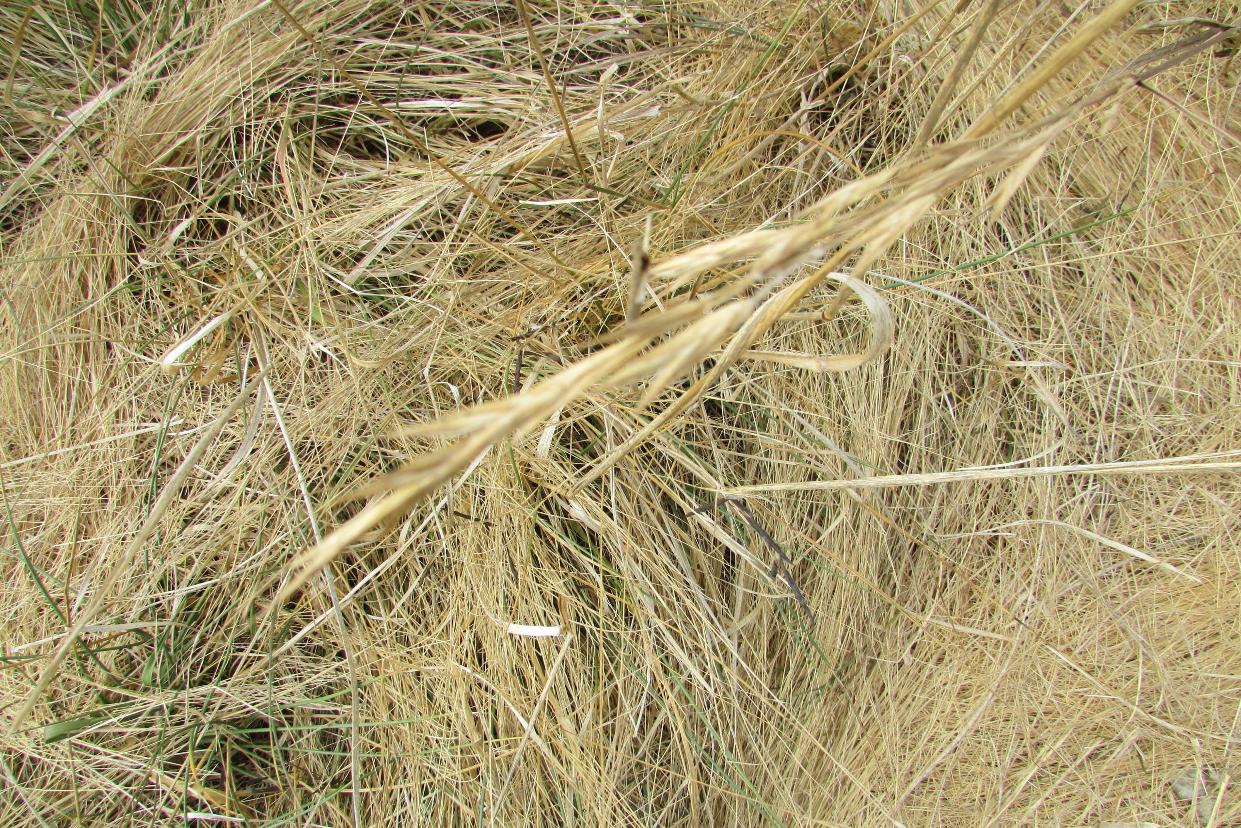 Alkali Sacaton (Sporobolus airoides)