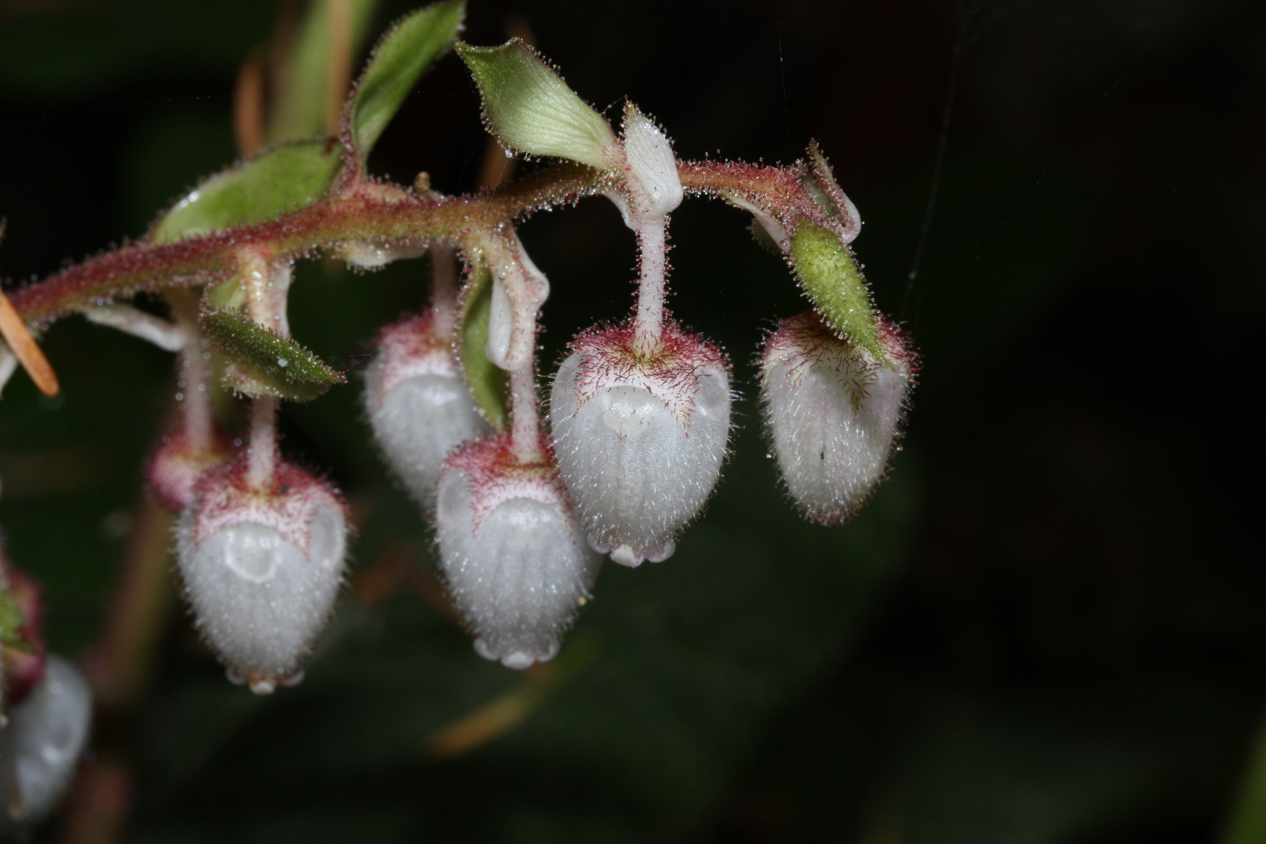 Salal plant in natural habitat showing dark green serrated leaves and urn-shaped pink-white flowers in terminal racemes