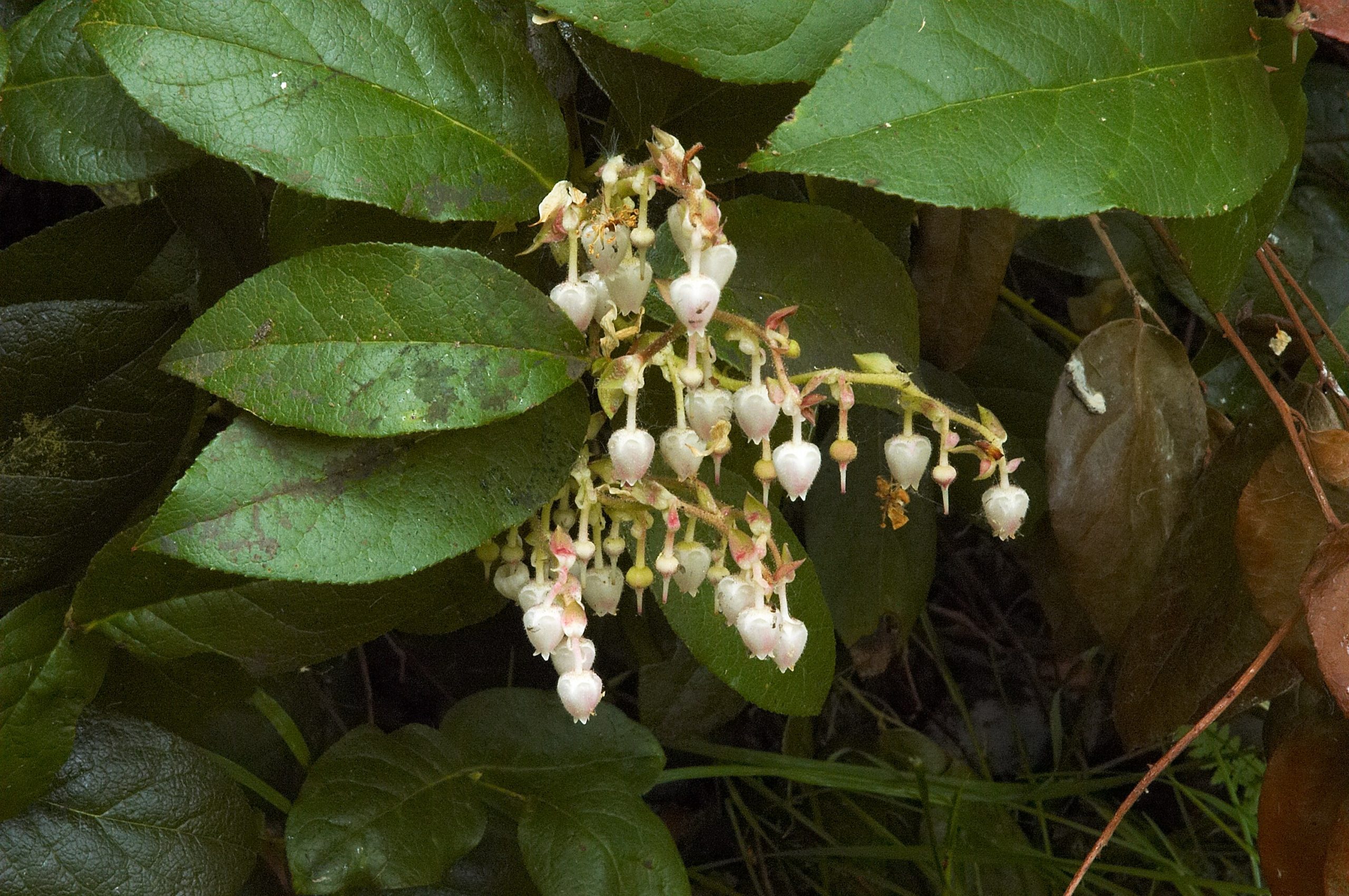 Salal (Gaultheria shallon)