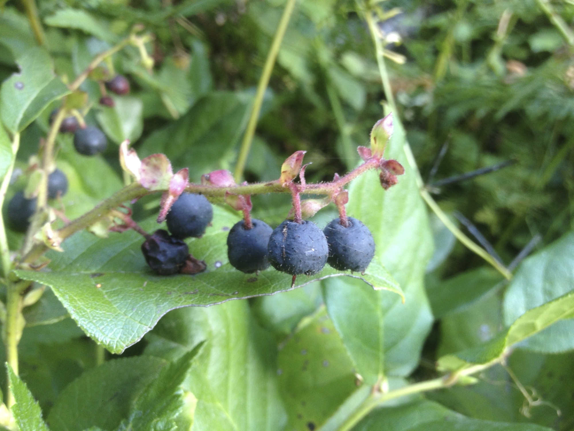 Dark blue-purple salal berries clustered on stems showing their rough, hairy texture and nearly spherical shape