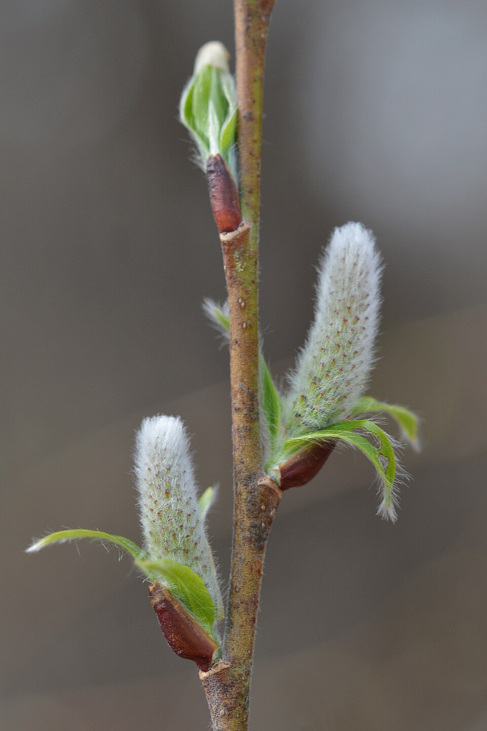 Pussy Willow (Salix discolor) showing distinctive furry silver catkins on bare branches in early spring