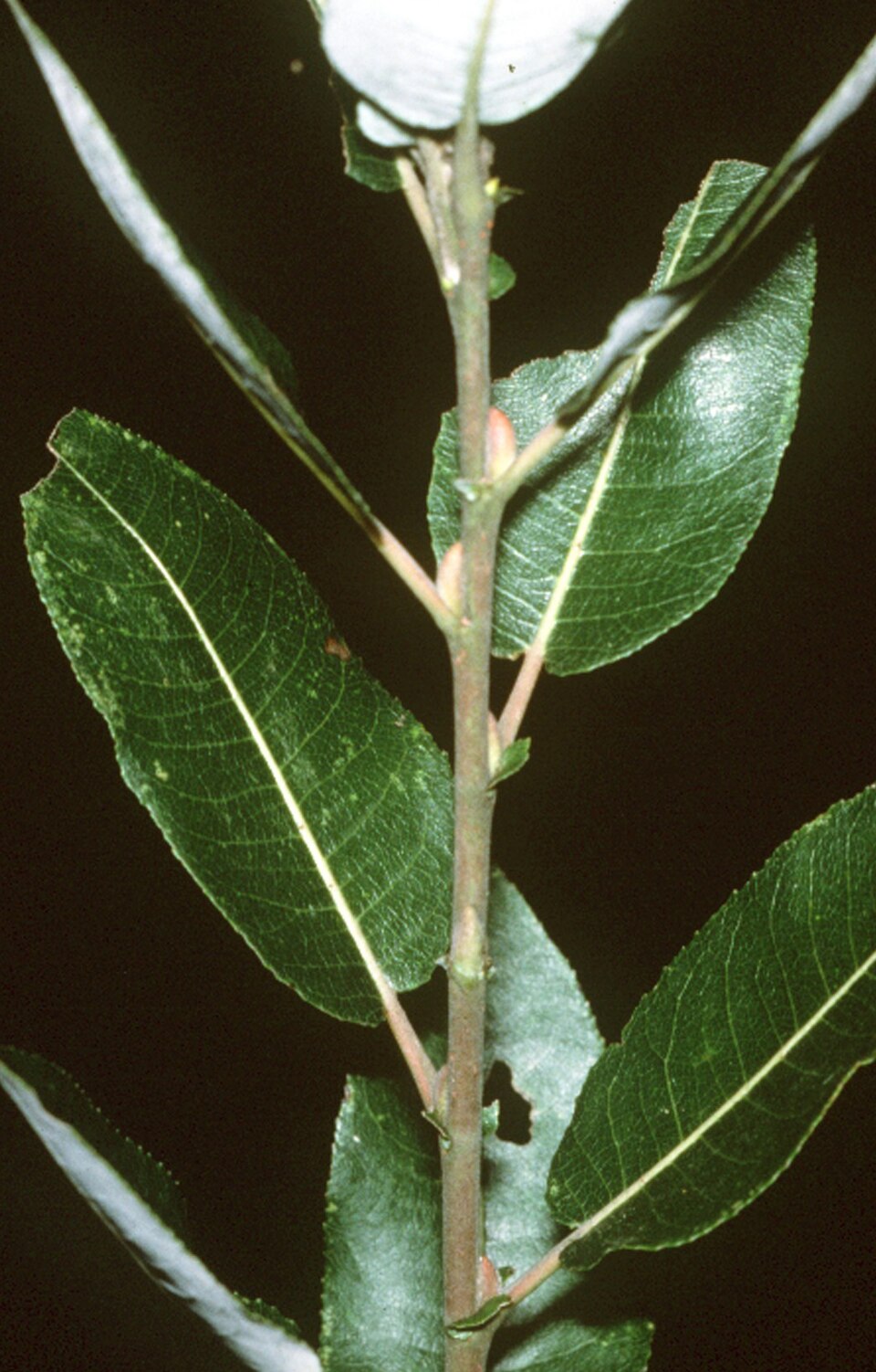 Pussy Willow (Salix discolor) leaves showing broad oval shape with serrated margins and prominent venation