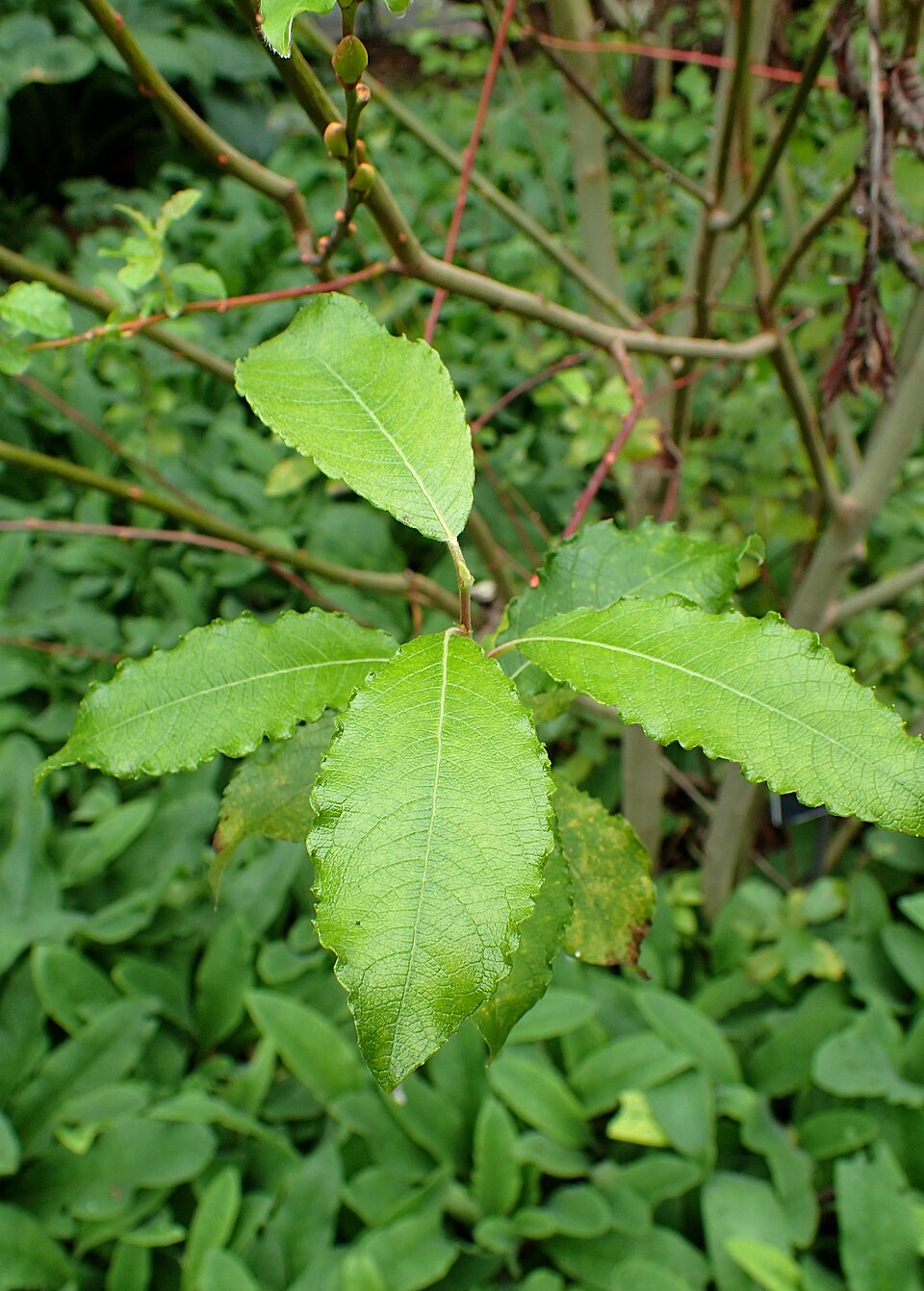 Pussy Willow (Salix discolor) foliage showing mature leaves in summer growing conditions
