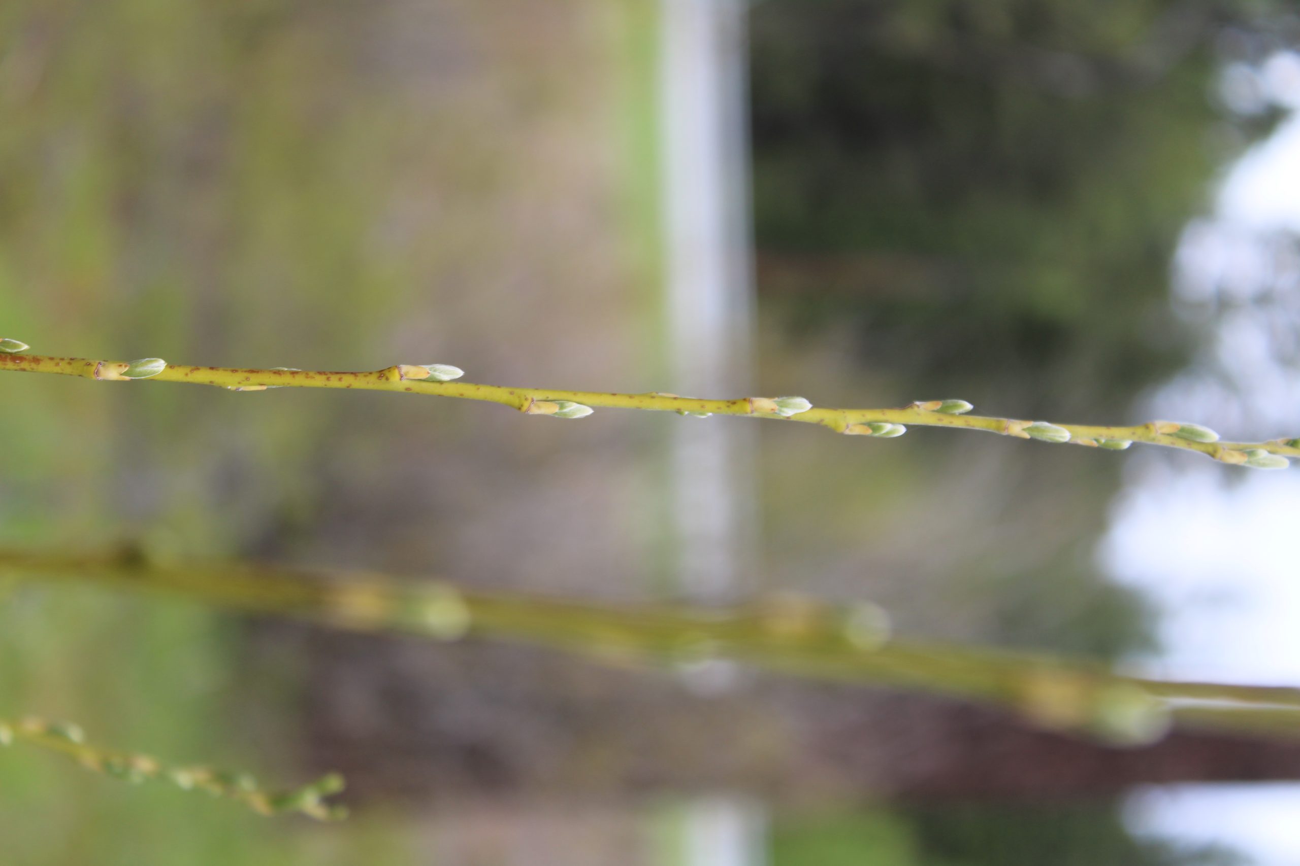 Shining Willow (Salix lucida)