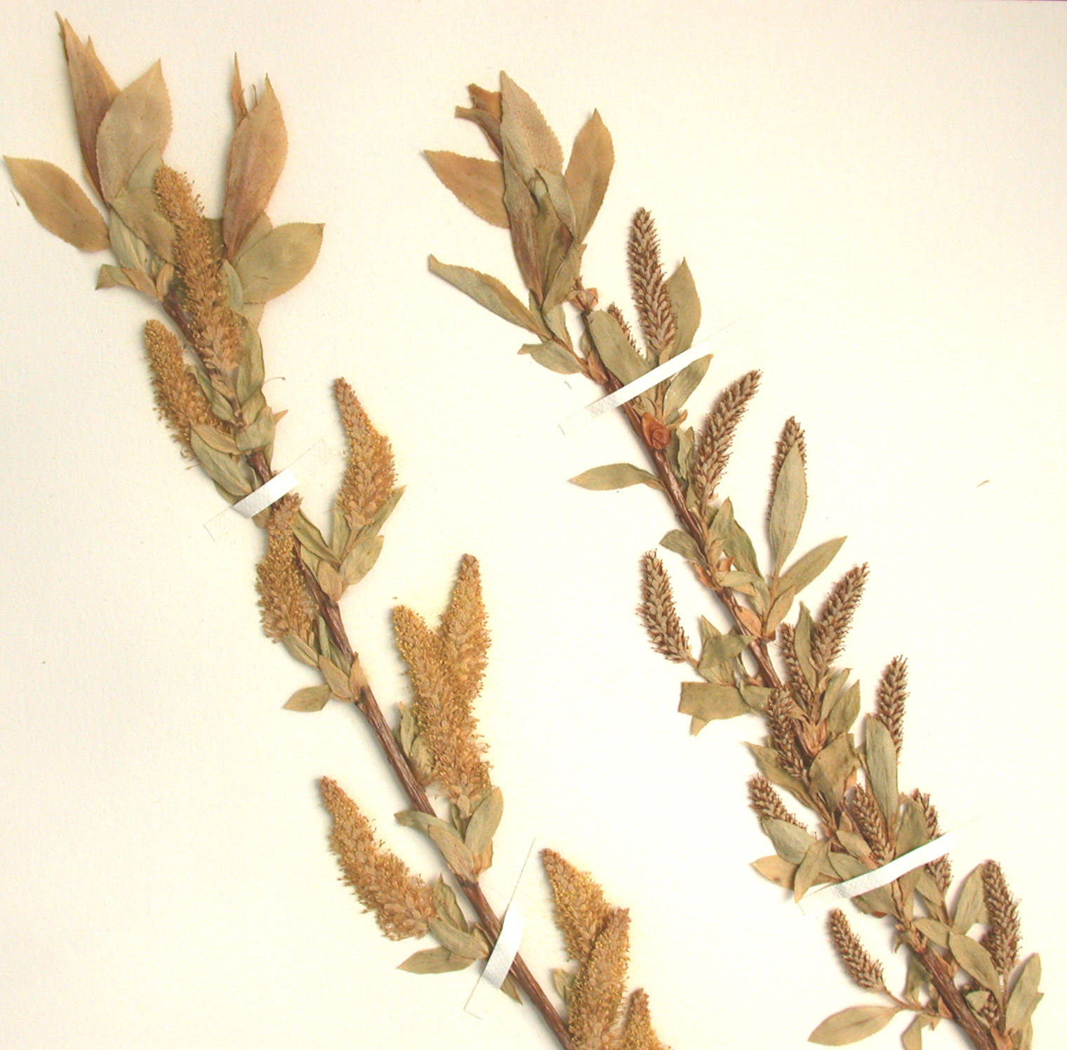 Shining Willow (Salix lucida) branch detail showing glossy leaves and yellowish stems