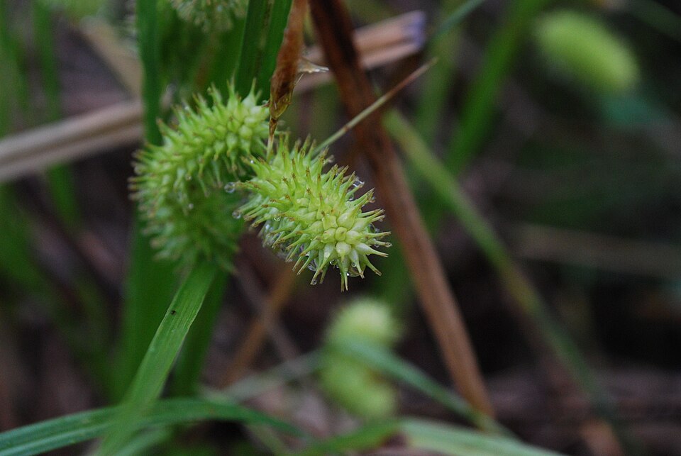 Sallow Sedge (Carex lurida) - PlantNative.org Sallow Sedge (Carex lurida) growing in wetland habitat with distinctive bottle-shaped perigynia
