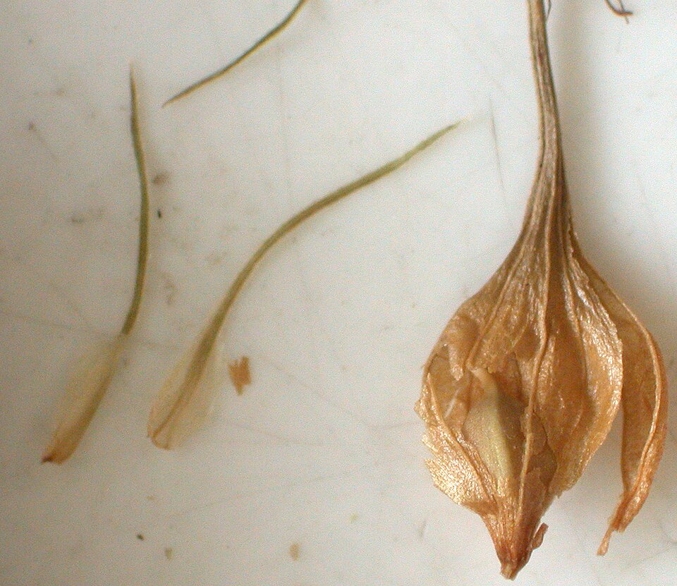 Sallow Sedge (Carex lurida) - PlantNative.org Sallow Sedge (Carex lurida) showing distinctive inflated perigynia on seed spikes