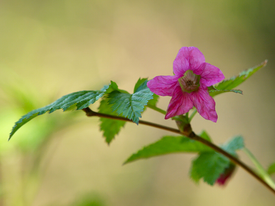 Salmonberry showing natural growing habit and distinctive features