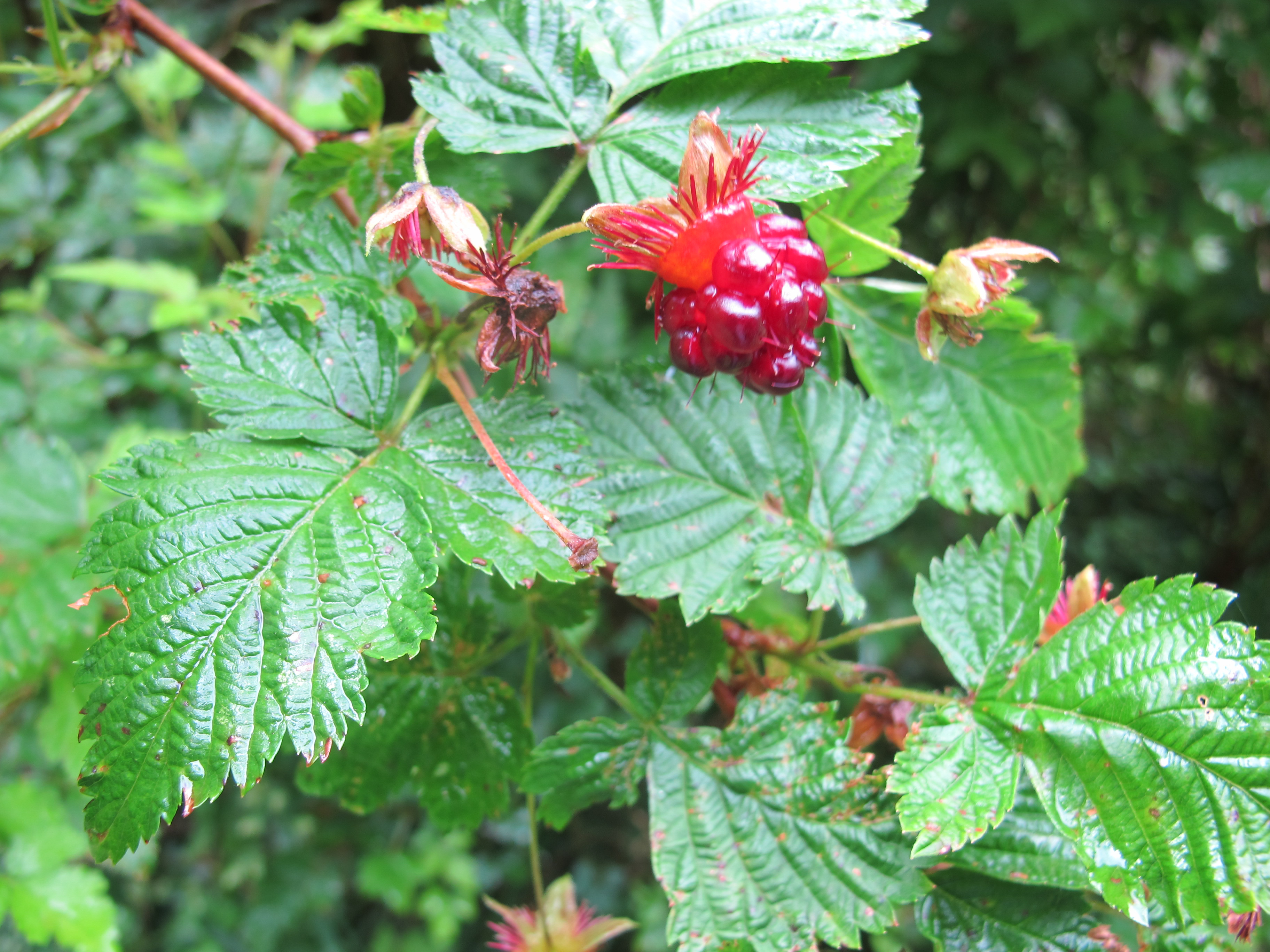 Mature salmonberry plant showing characteristic trifoliate leaves with serrated edges and the typical growth habit of multiple stems