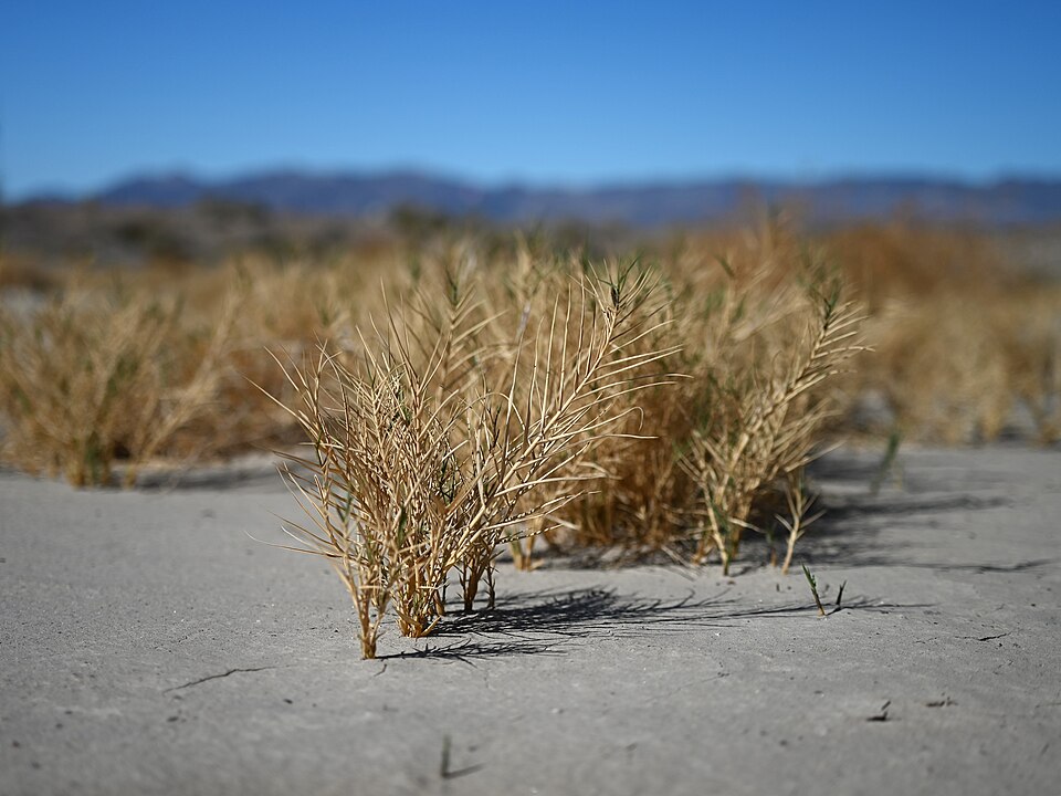 Salt Grass (Distichlis stricta) - PlantNative.org Salt Grass (Distichlis stricta / spicata) forming dense mats in saline habitat