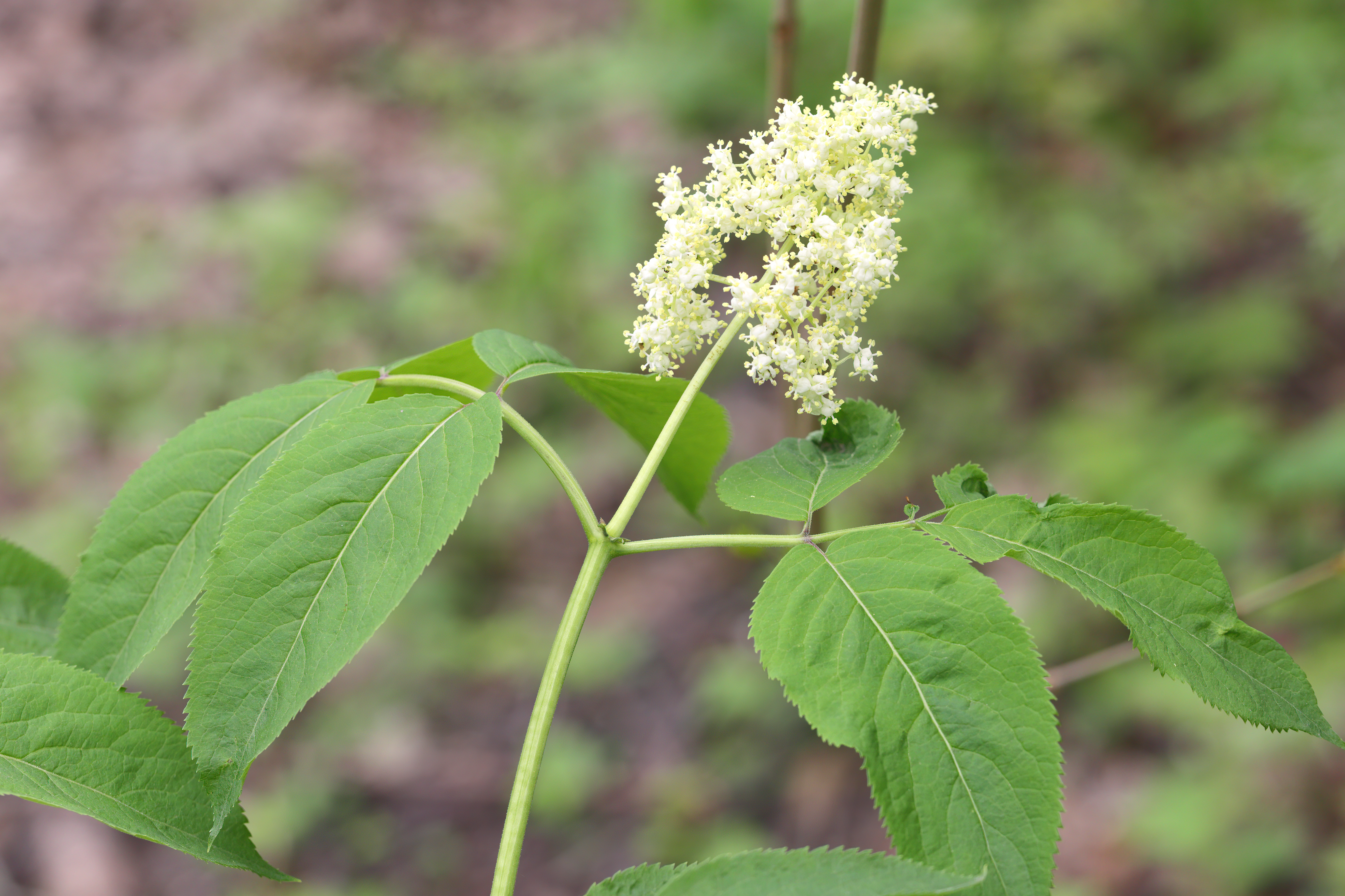 Scarlet Elder (Sambucus pubens) brilliant red berry clusters against green pinnate leaves