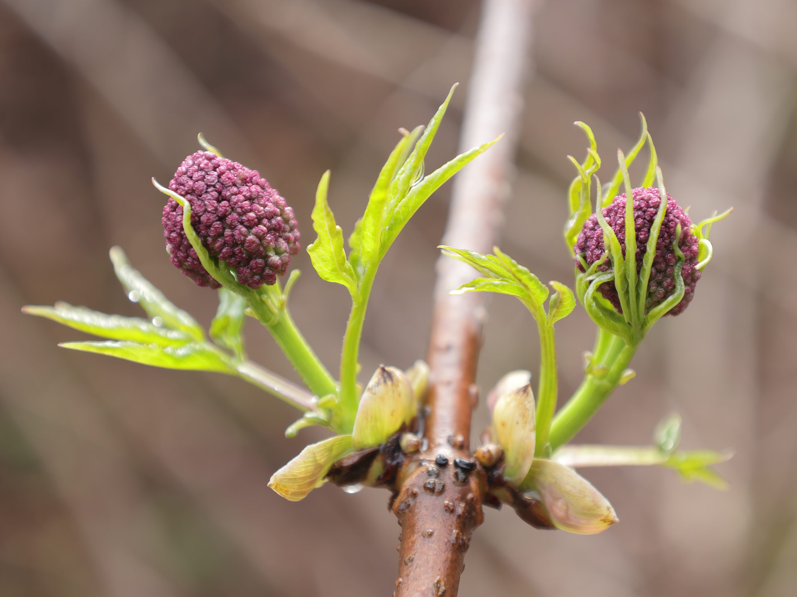 Scarlet Elder (Sambucus pubens)
