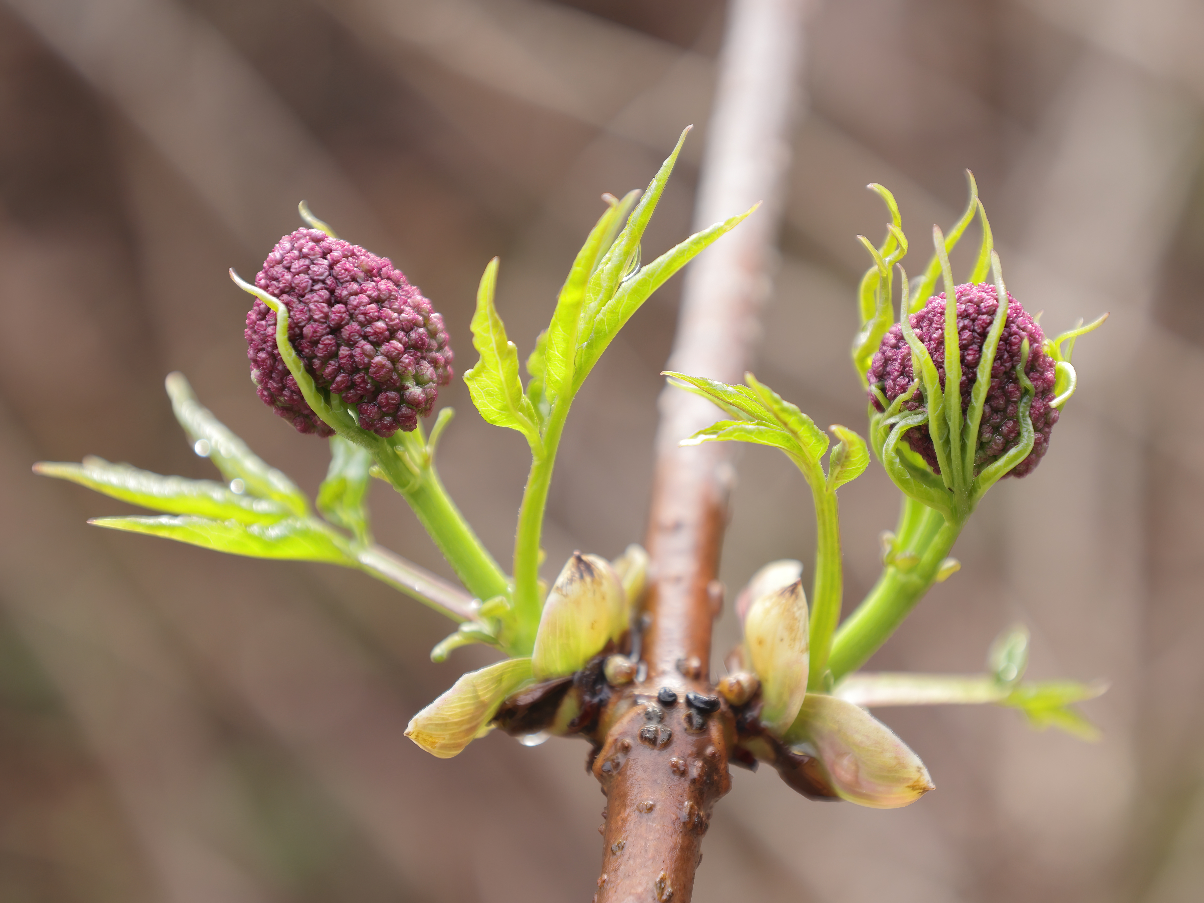 Scarlet Elder (Sambucus pubens) creamy white conical flower panicle in early spring