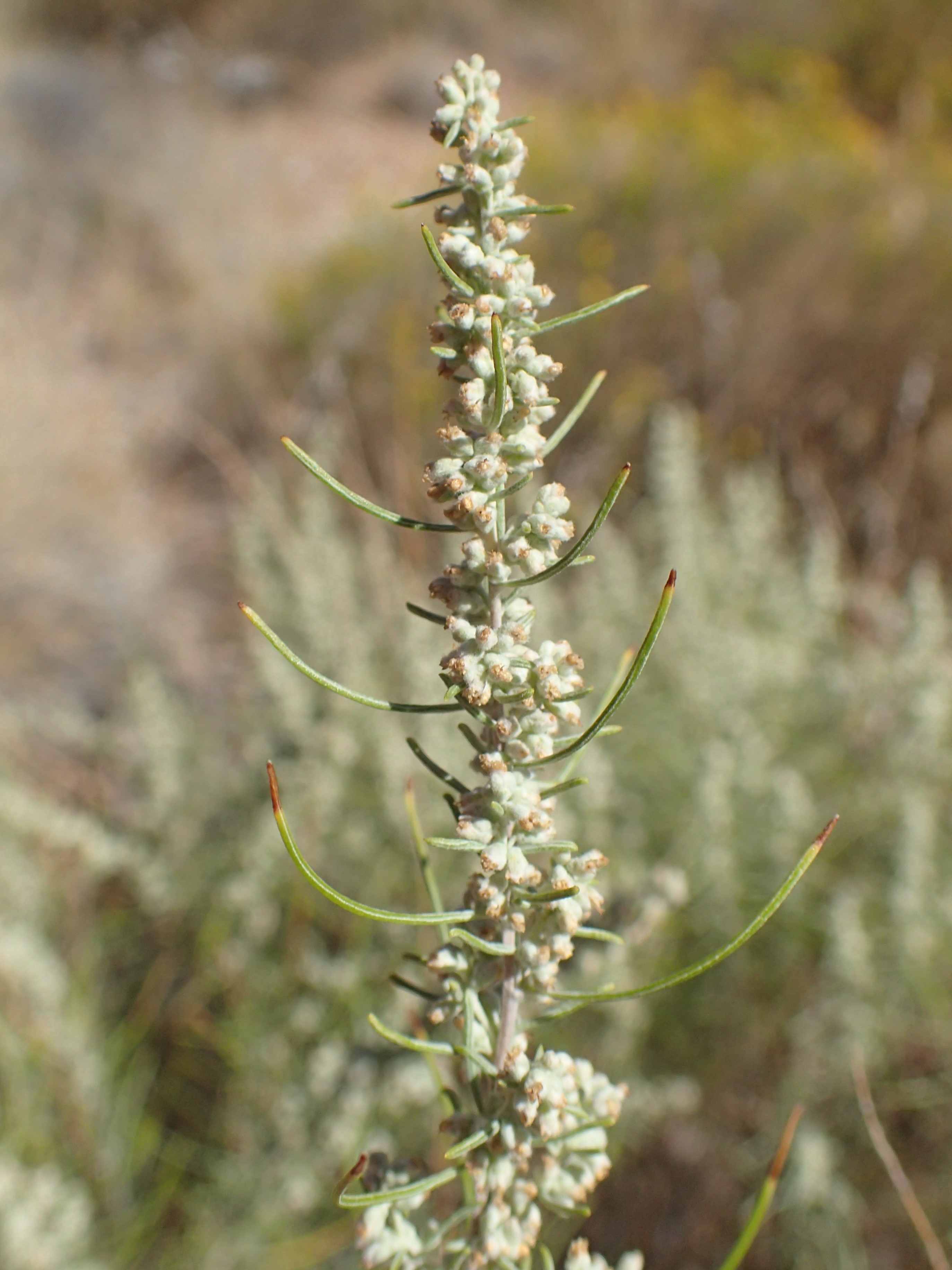 Sand Sagebrush (Artemisia filifolia) close-up showing the distinctive thread-like silvery foliage and branch structure
