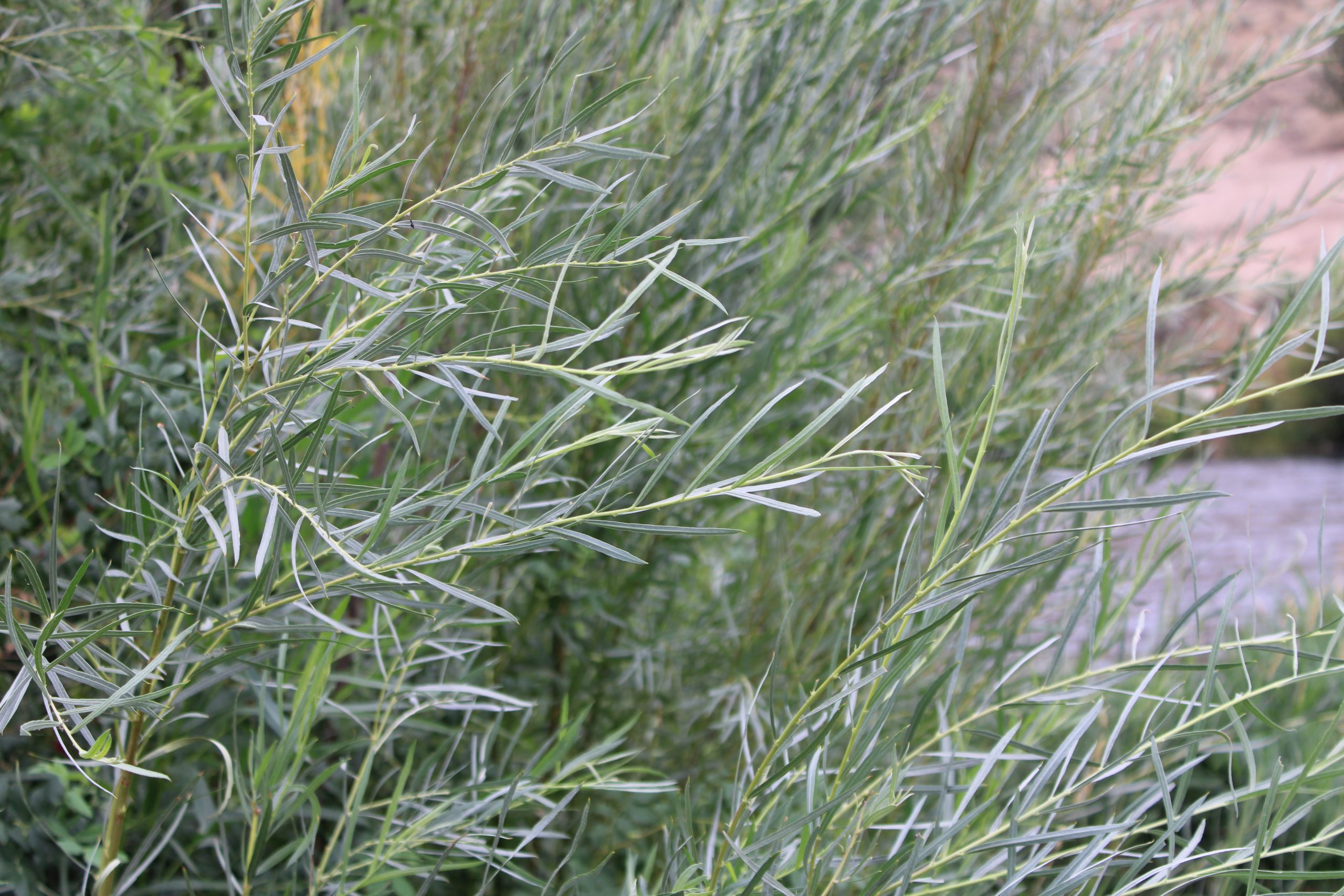Sandbar Willow (Salix exigua)