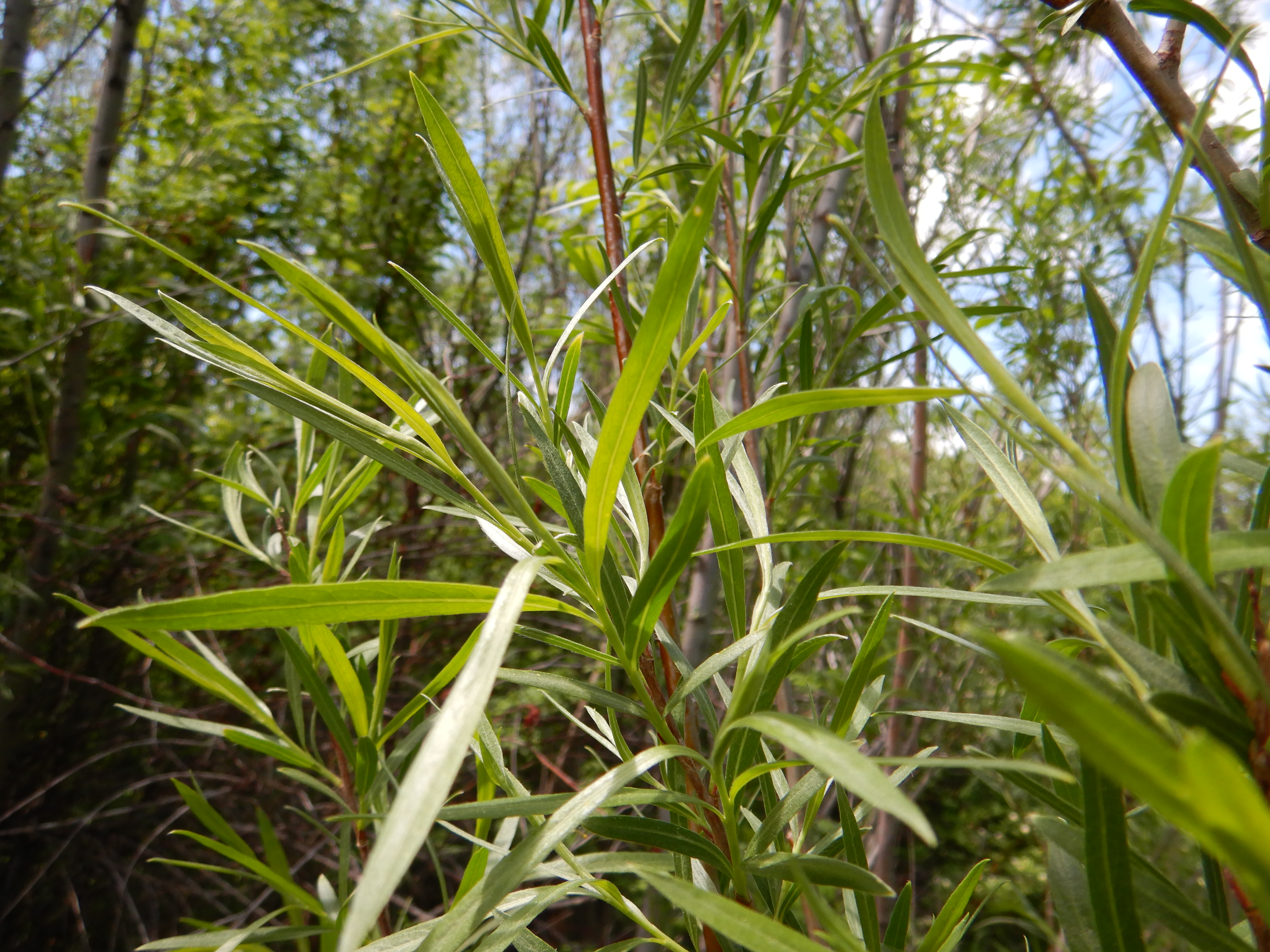 Sandbar Willow (Salix exigua) close-up showing characteristic narrow linear leaves and silvery silky hairs