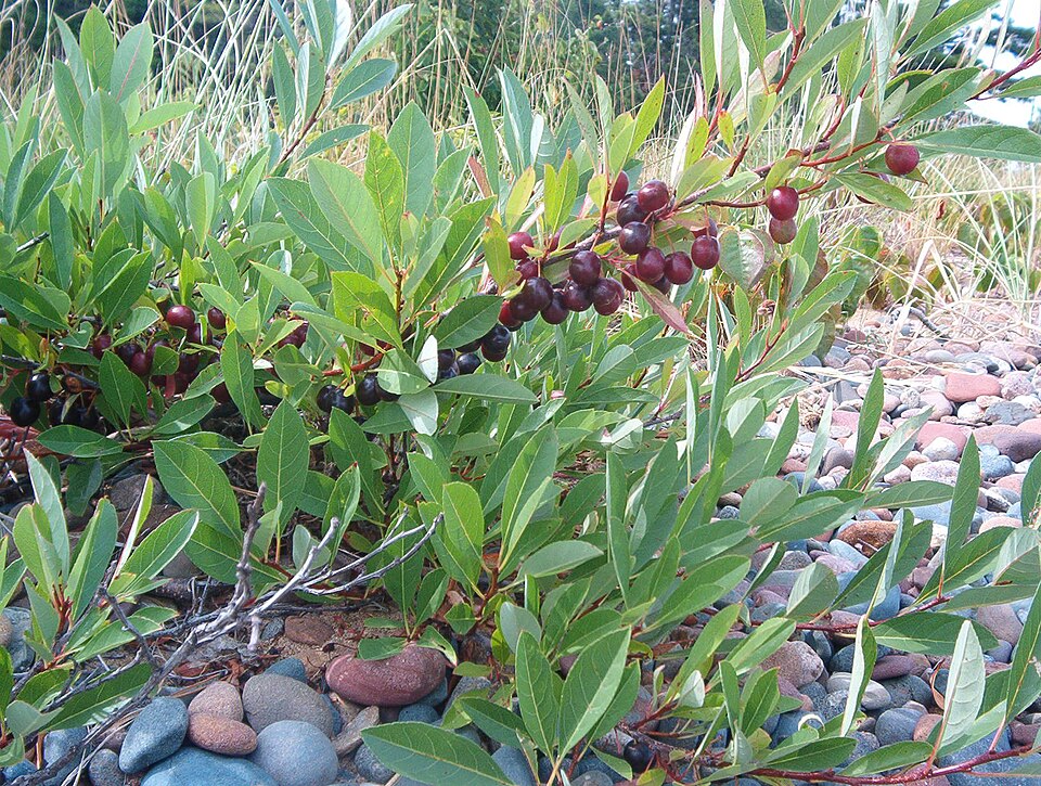 Western Sandcherry (Prunus pumila var. besseyi) low shrub with small white flowers in sandy habitat