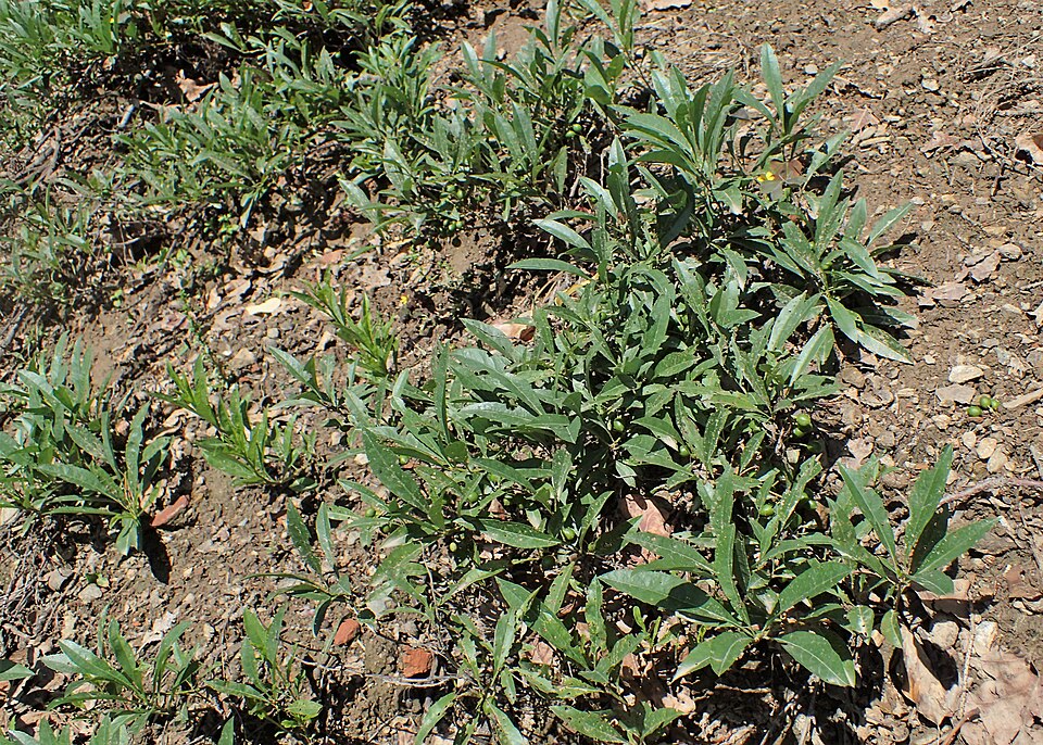 Western Sandcherry (Prunus pumila var. besseyi) showing white flowers on leafing stems in spring