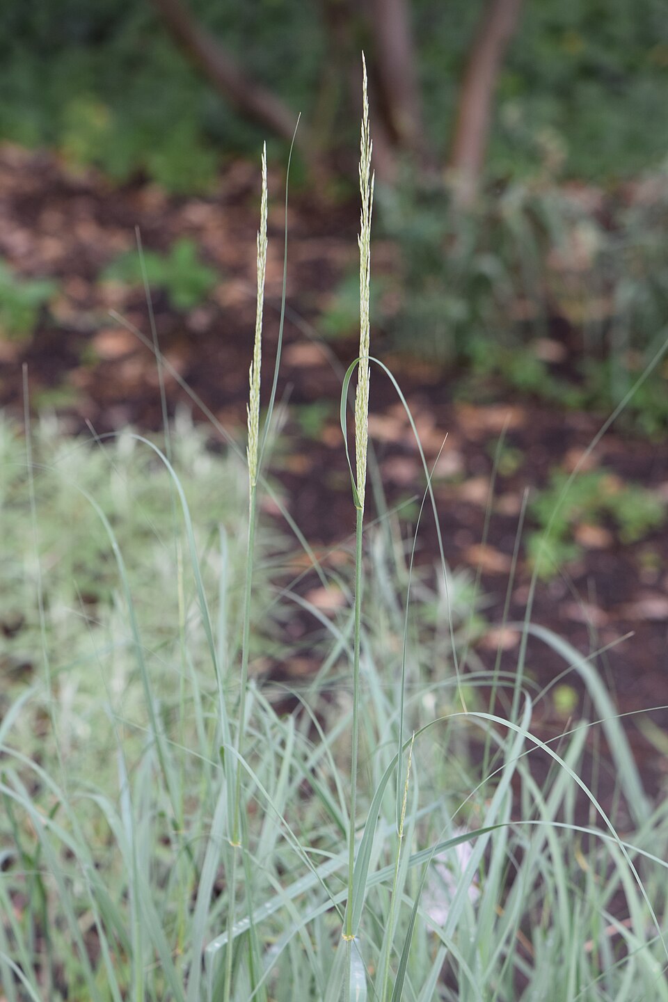 Prairie Sandreed (Calamovilfa longifolia) - PlantNative.org Prairie Sandreed (Calamovilfa longifolia) detail showing characteristic long leaves and seed head