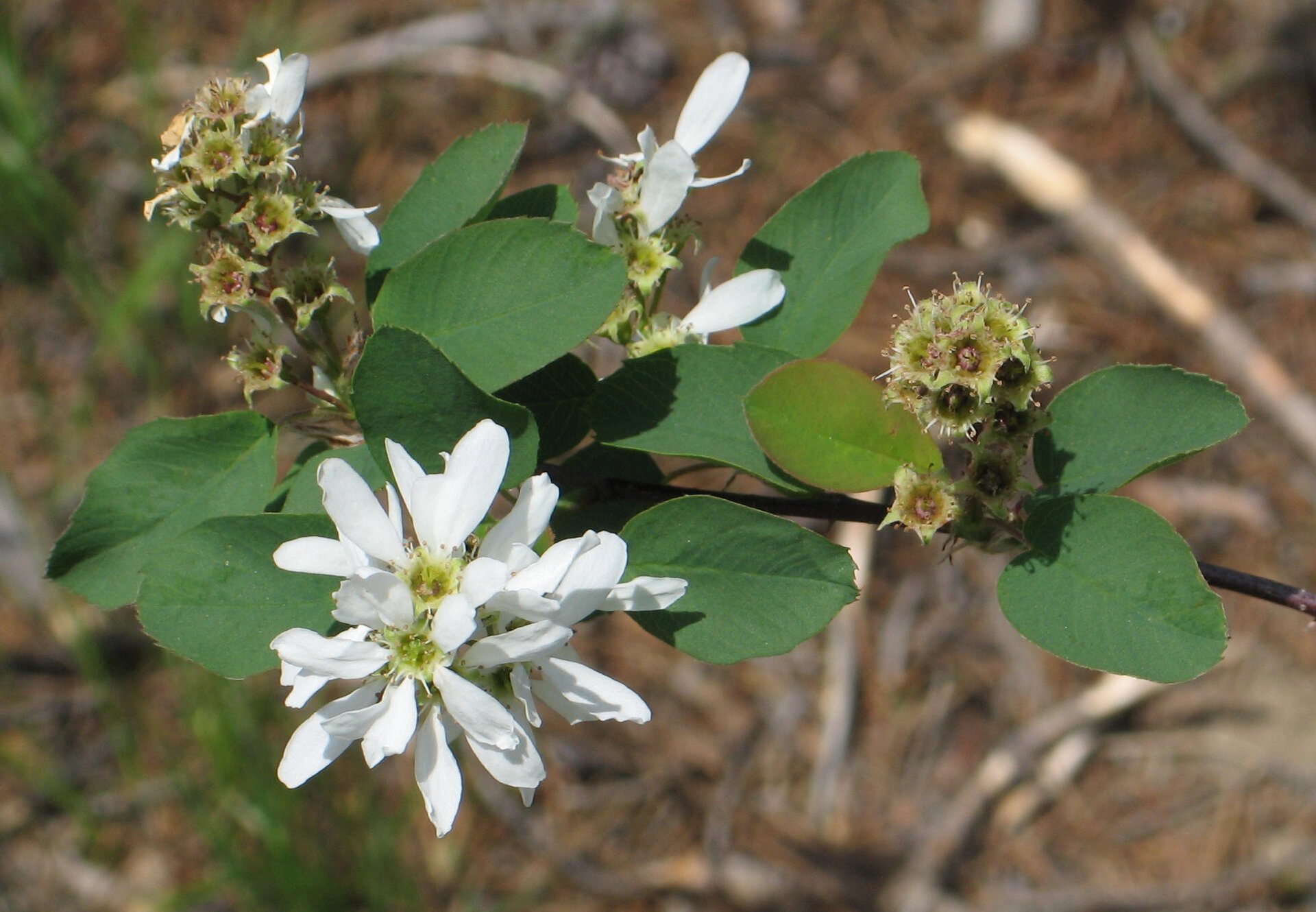 Saskatoon Serviceberry (Amelanchier alnifolia) clusters of ripe purple-black berries