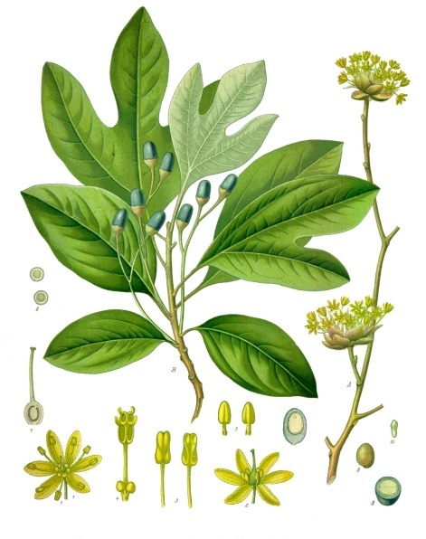Sassafras (Sassafras albidum) botanical illustration showing flowers, fruits and morphology
