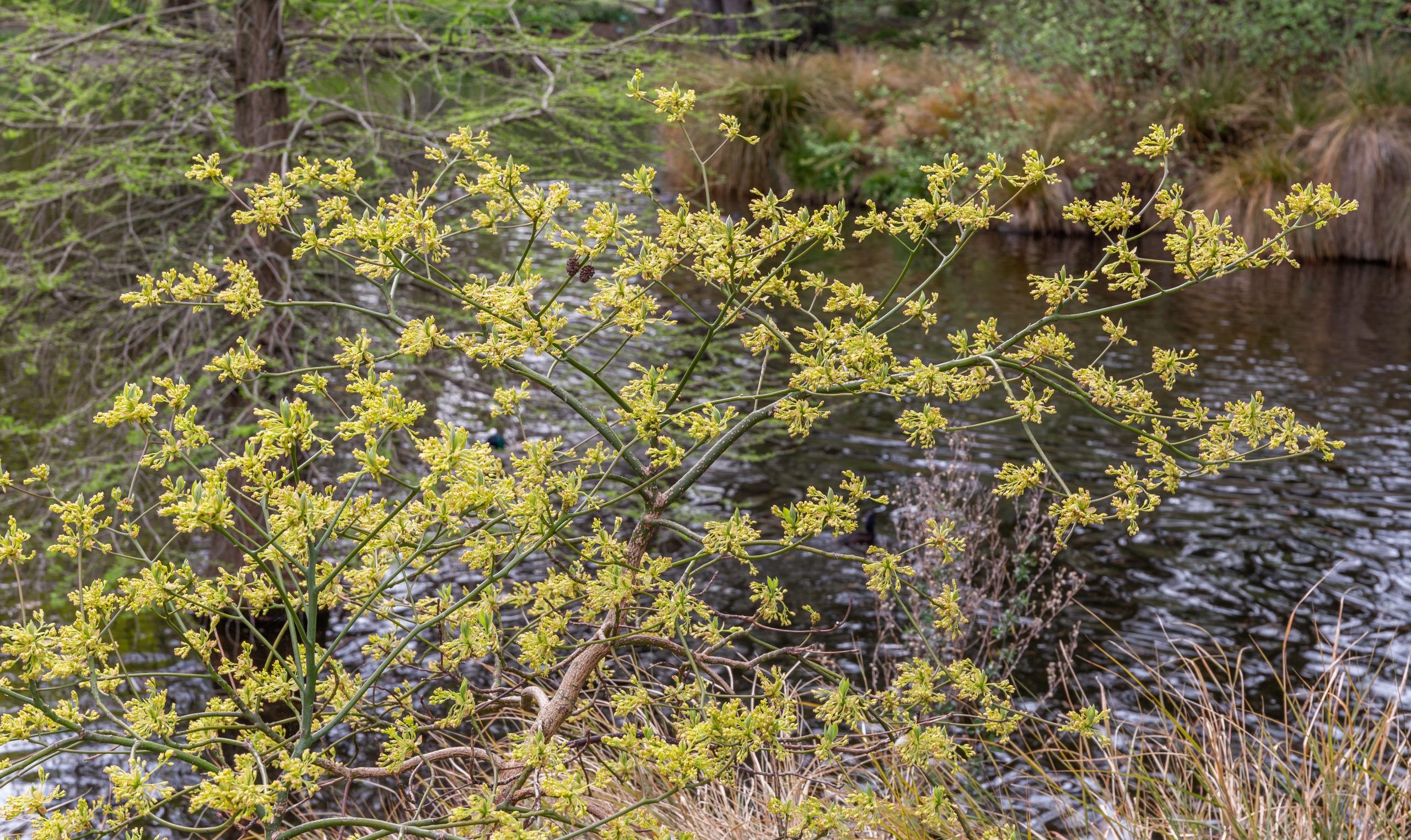 Sassafras (Sassafras albidum)