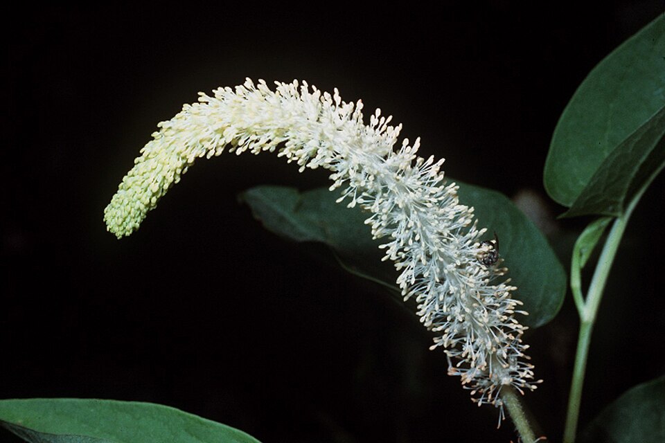 Lizard's Tail (Saururus cernuus) showing gracefully arching white flower spike and heart-shaped leaves in wetland