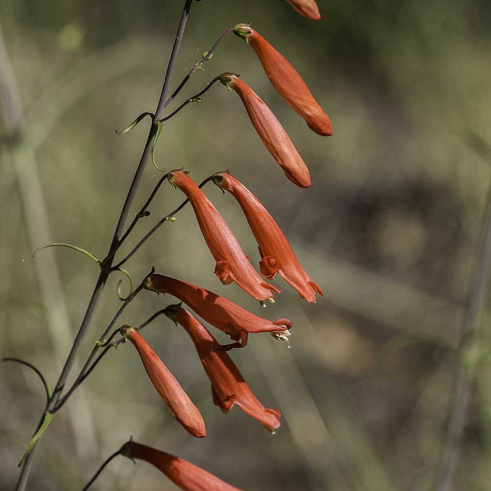 Scarlet Bugler (Penstemon barbatus) showing brilliant red tubular flowers on tall spikes